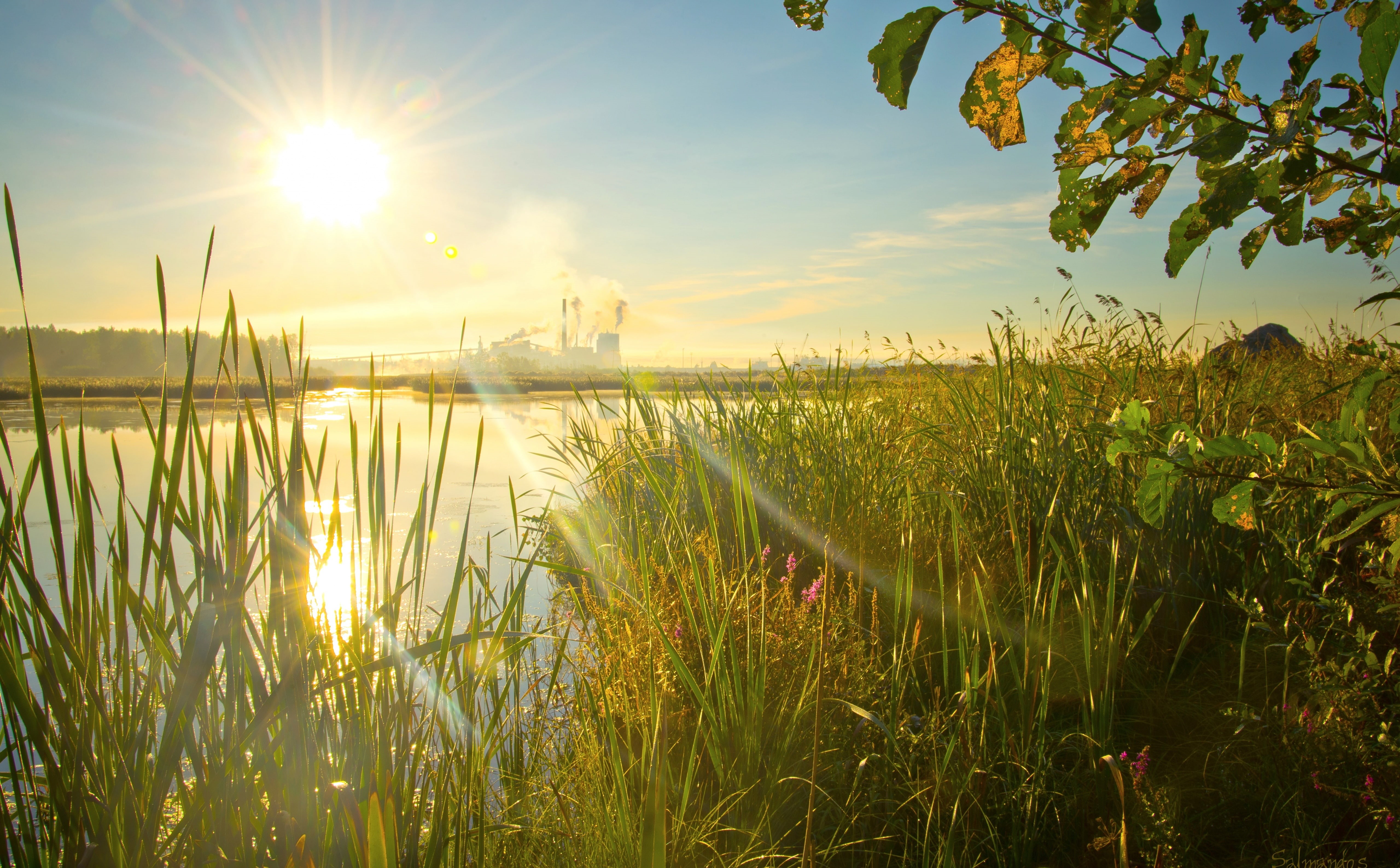 5K, Nature, Finland, outdoors, scenics - nature, Reeds, no people, Southern, Lakes, sunila, sun, plant, tranquil scene, kotka, Mill, Morning, green color, HD Wallpaper