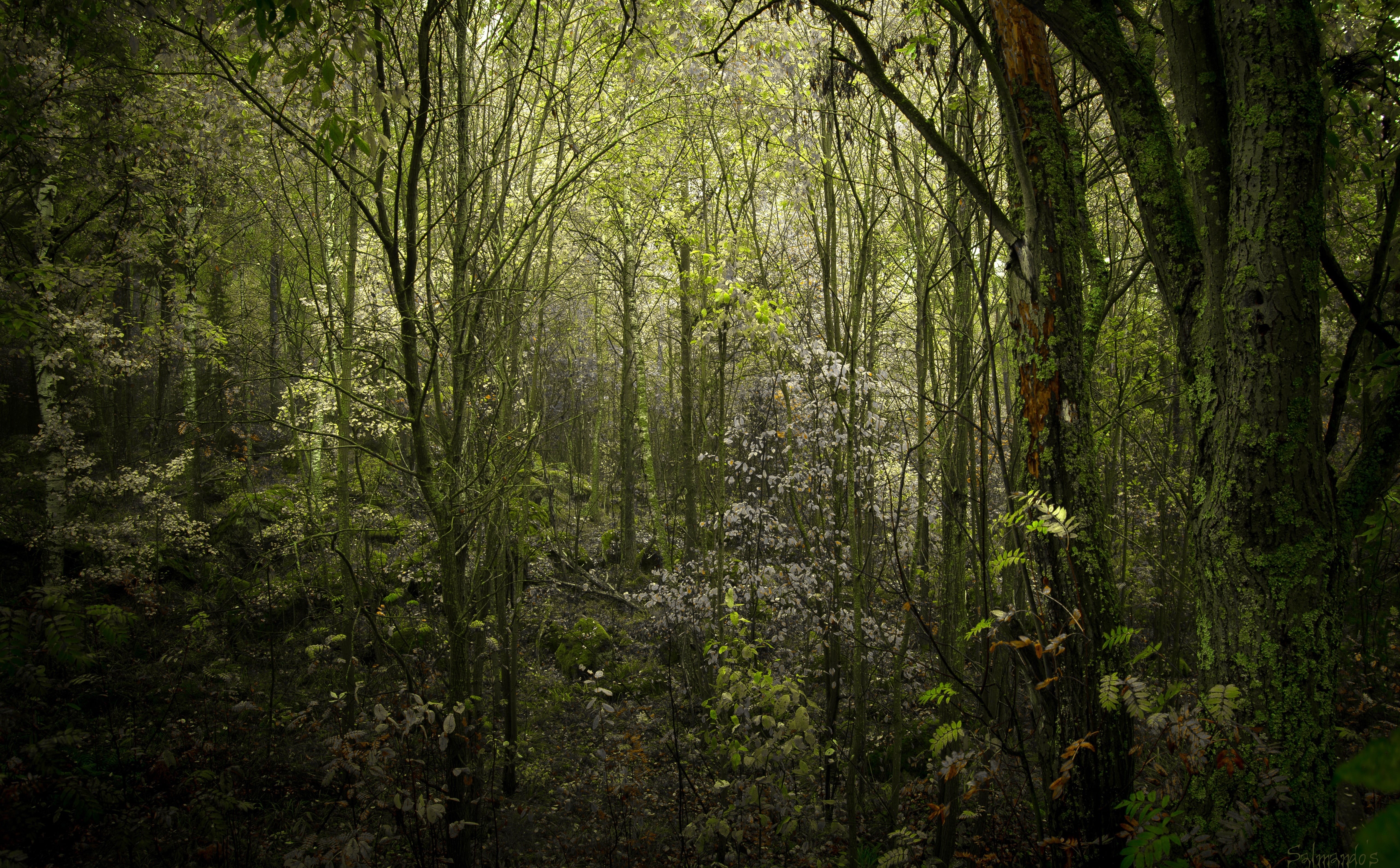 foliage, Dark, trunk, Southern, Green, outdoors, woodland, tree trunk, bamboo - plant, green color, non-urban scene, day, Forests, 5K, land, tree, tranquility, HD Wallpaper