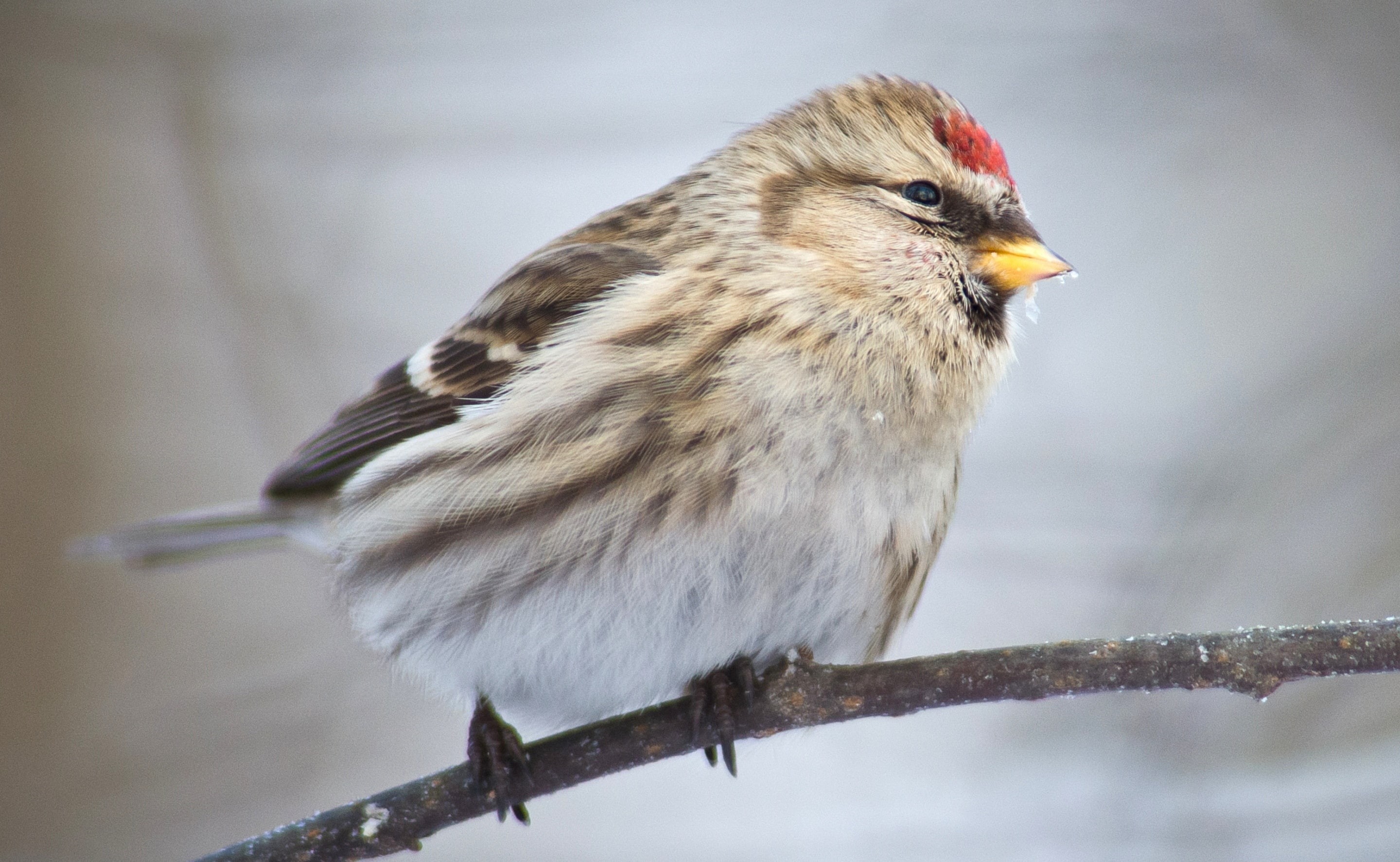 profile view, vertebrate, day, common, redpoll, Finland, animals in the wild, no people, close-up, bird, one animal, focus on foreground, urpiainen, Birds, HD Wallpaper