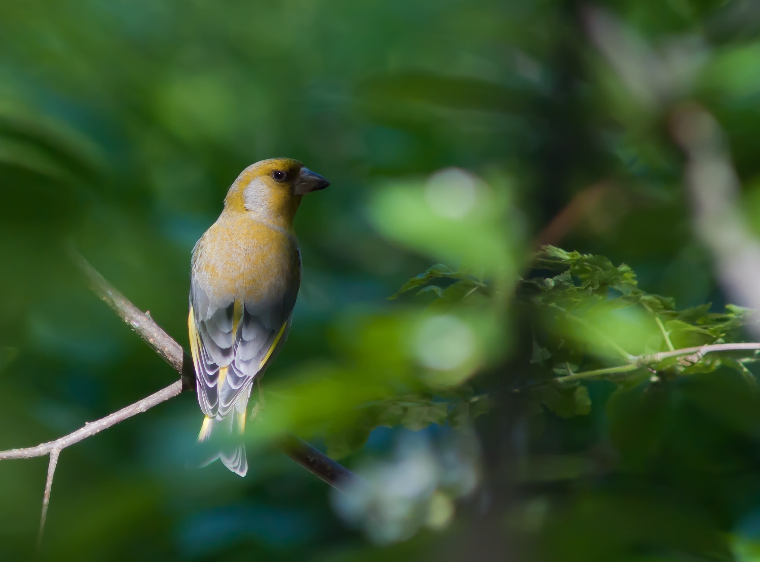 Southern, animal themes, greenfinch, perching, no people, viherpeippo, animal, European Greenfinch, outdoors, Animals, close-up, branch, one animal, green color, HD Wallpaper