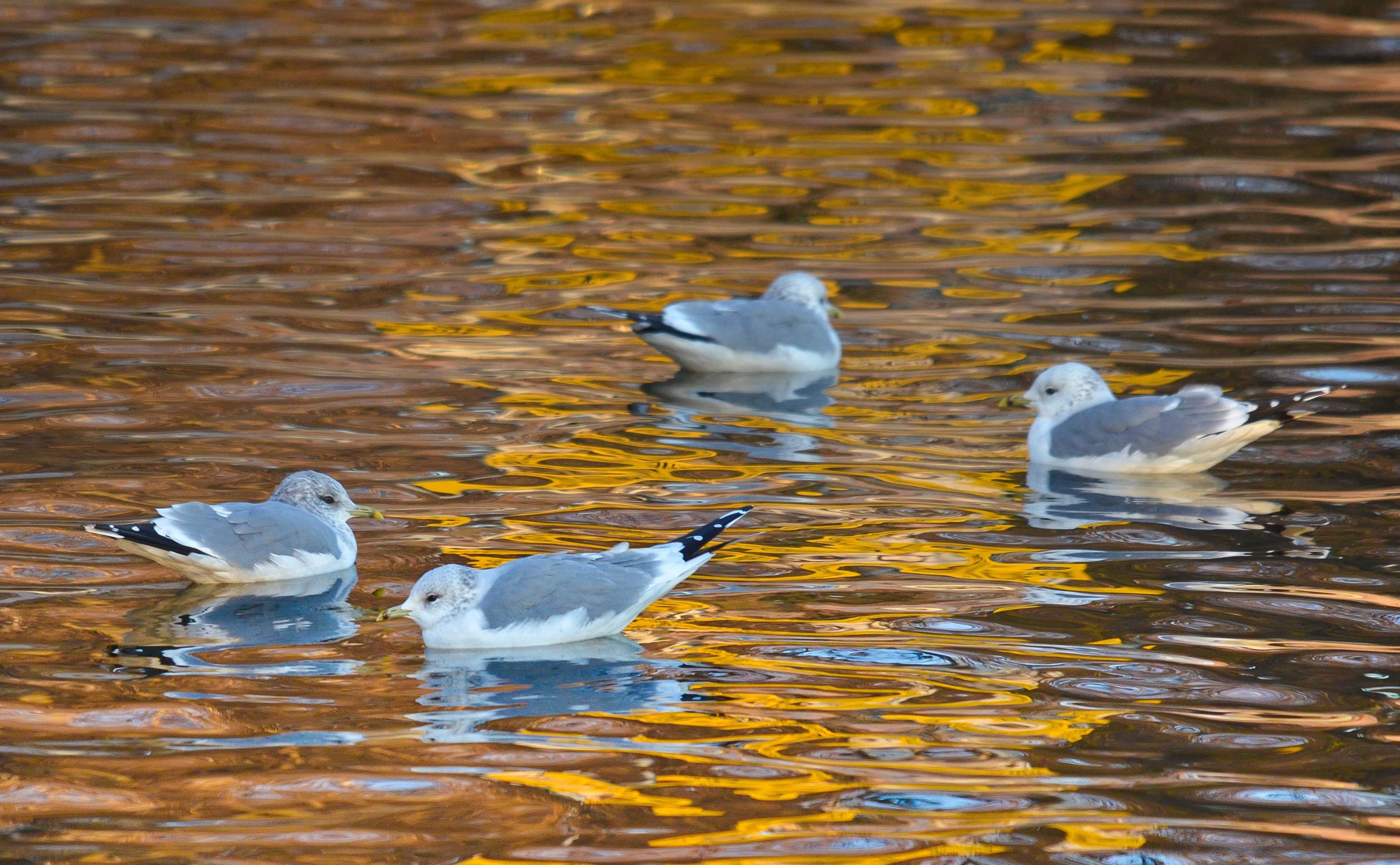 lokit, kotka, seagull, floating on water, lokki, animals in the wild, white color, water, Birds, no people, rippled, day, animal, group of animals, 4K, HD Wallpaper