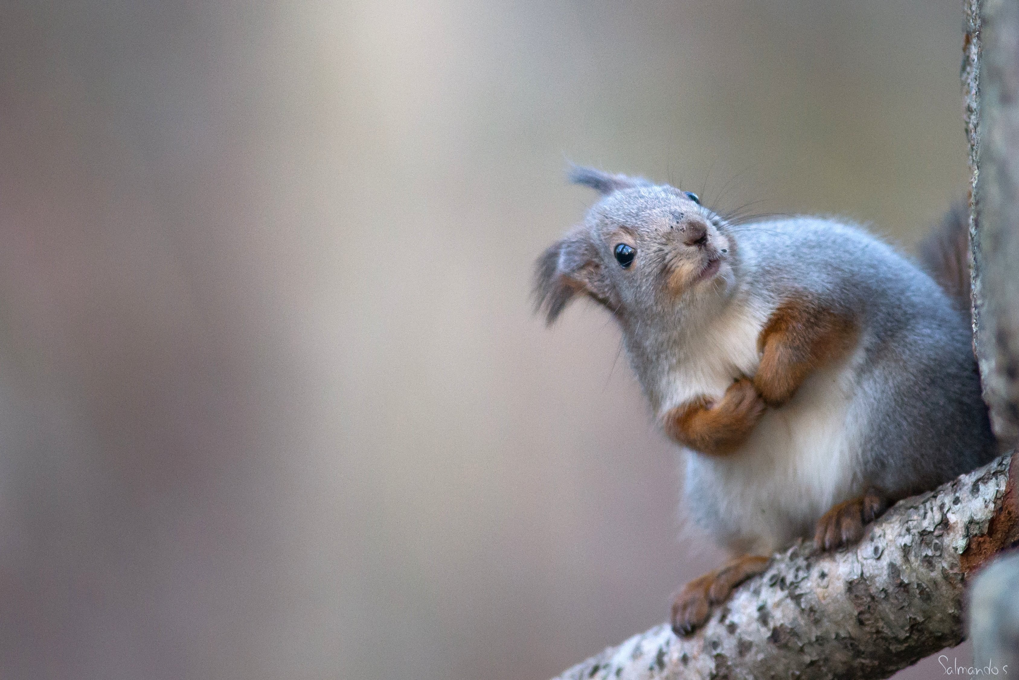 kotka, mammal, outdoors, platinum, wildlife, gray, bronze, fur, animal, f2.8, diamond, nikon  d600, silver, animals In The Wild, nikkor, gold, rodent, cute, HD Wallpaper