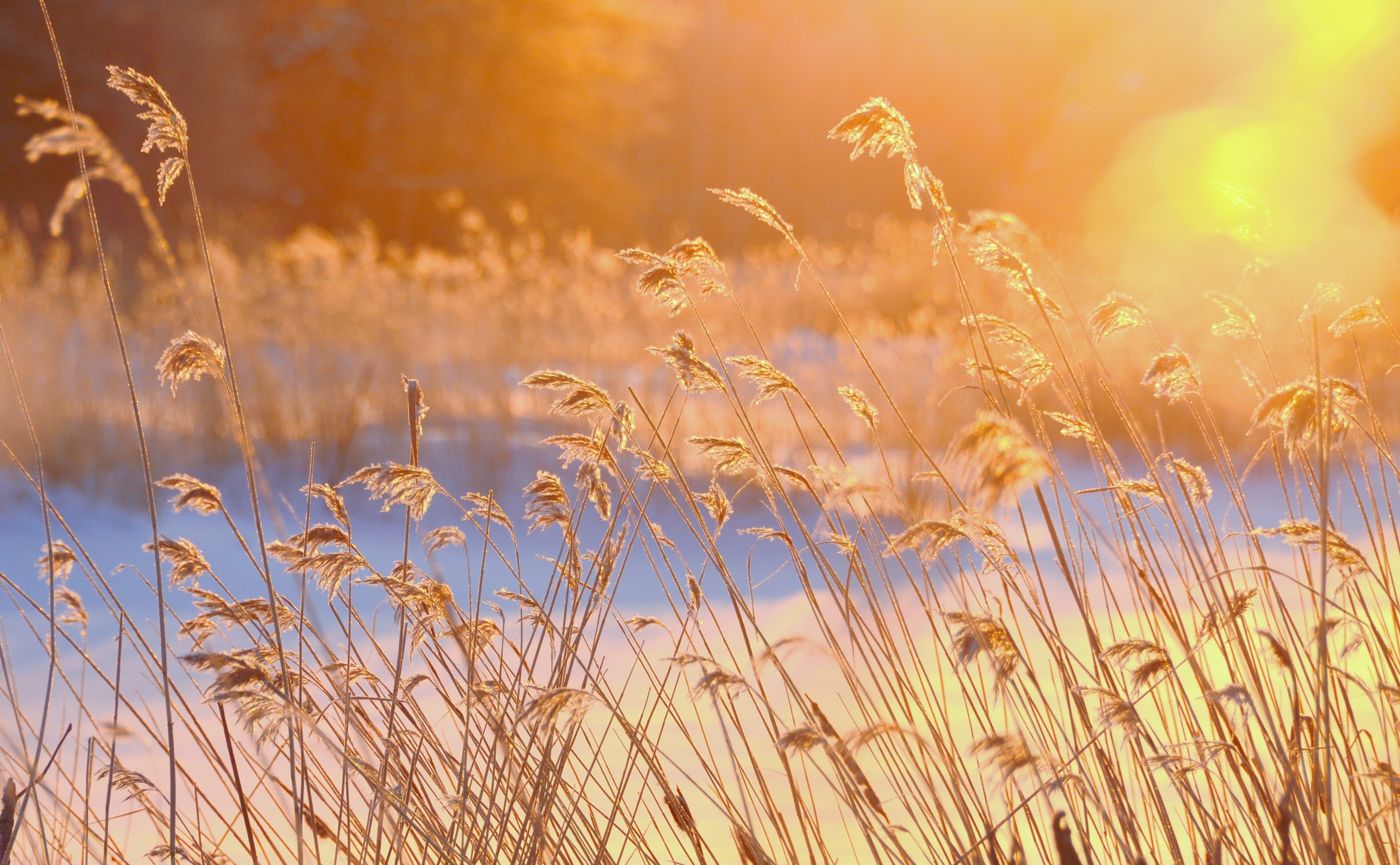 kotka, Morning, growth, scenics - nature, plant, summer, Blue, tranquility, 4K, beauty in nature, environment, rural scene, Snow, Reeds, sky, Southern, HD Wallpaper
