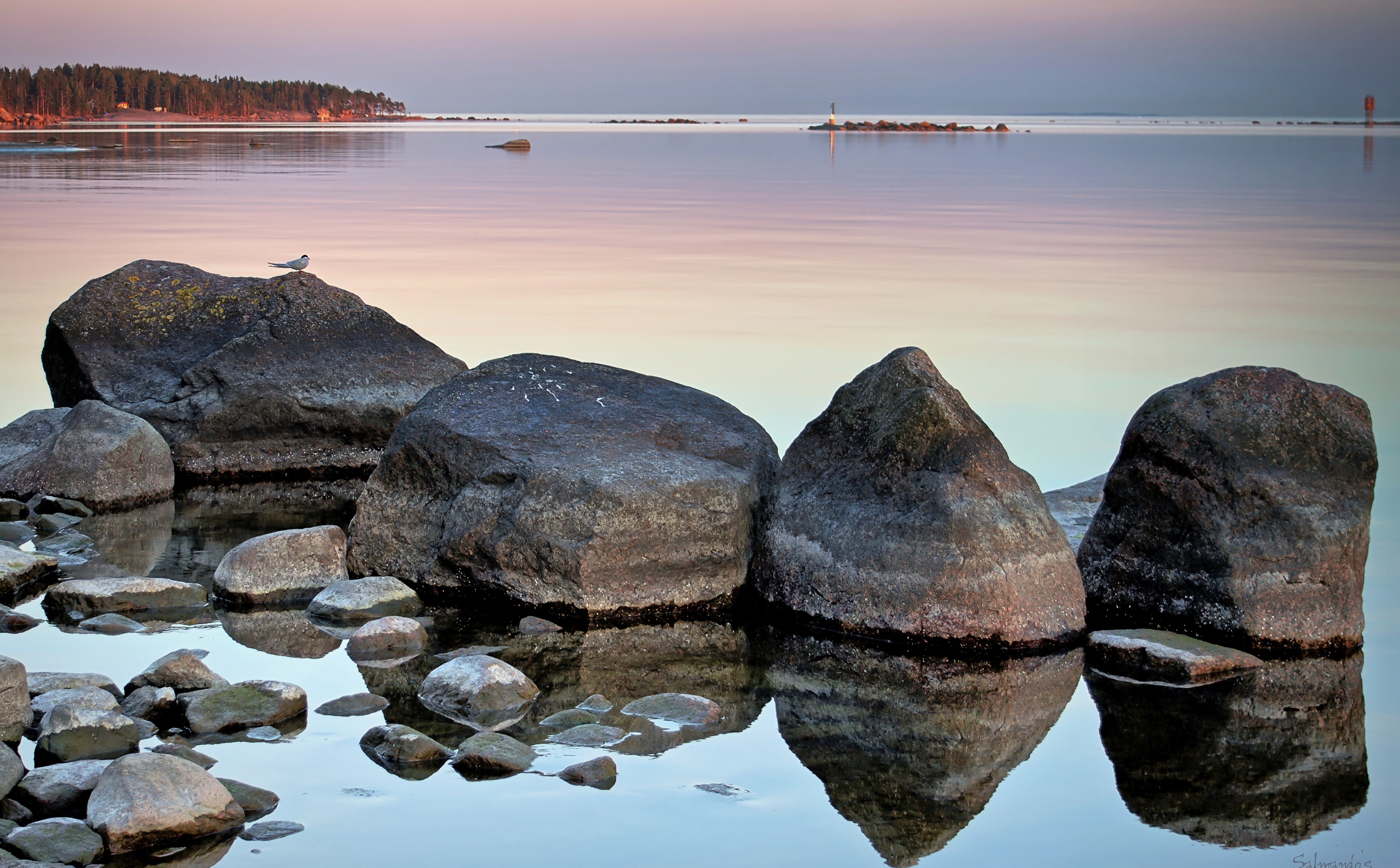 Beach, kalatiira, Nature, 5K, Rock, sternahirundo, Common Tern, Rocks, Evening, common, tern, mussalo, Light, kotka, sitting, HD Wallpaper