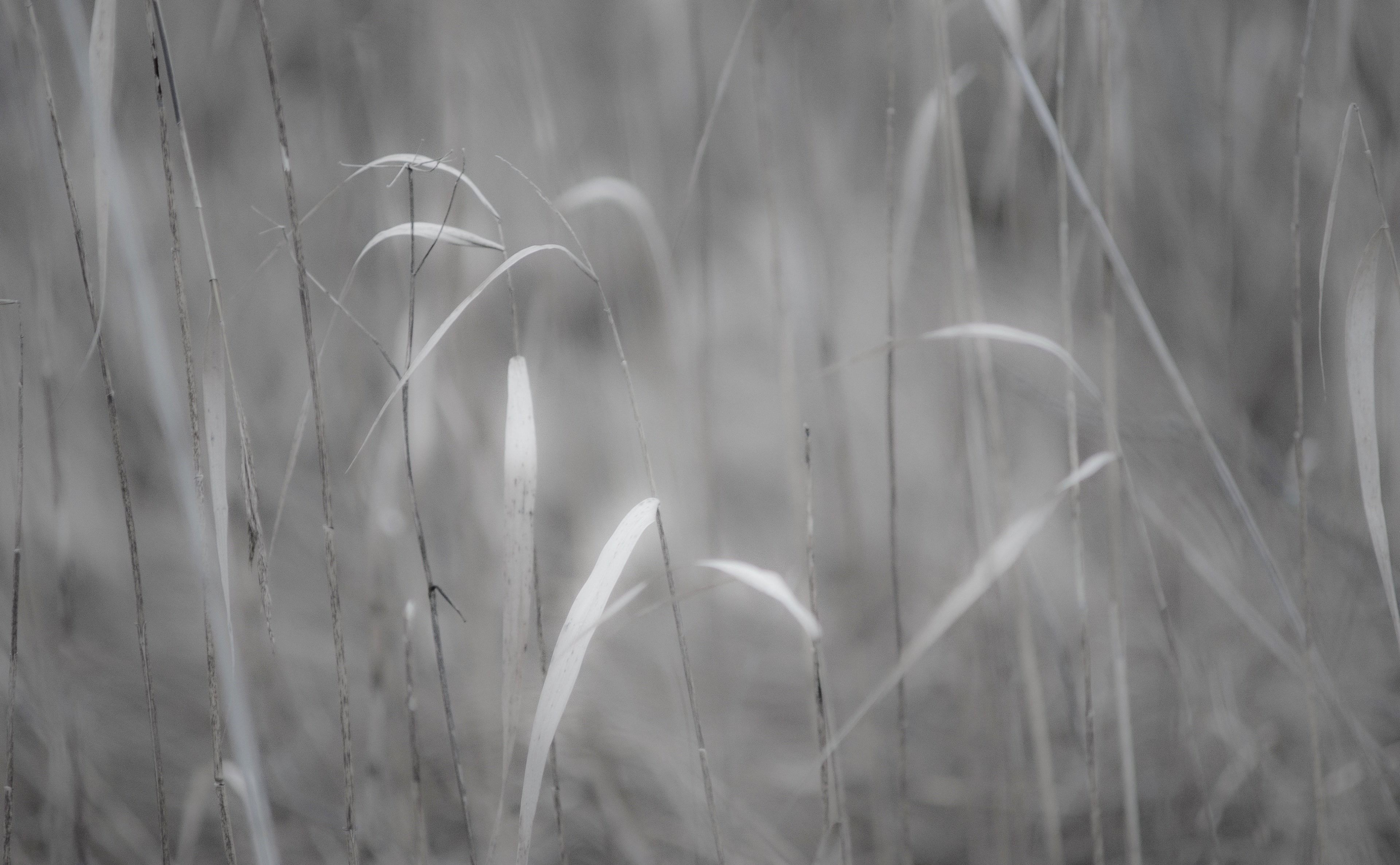 day, Glow, nature, White, Grass, blade of grass, tranquil scene, growth, kotka, vulnerability, backgrounds, Black, outdoors, plant, Plants, Black and White, HD Wallpaper