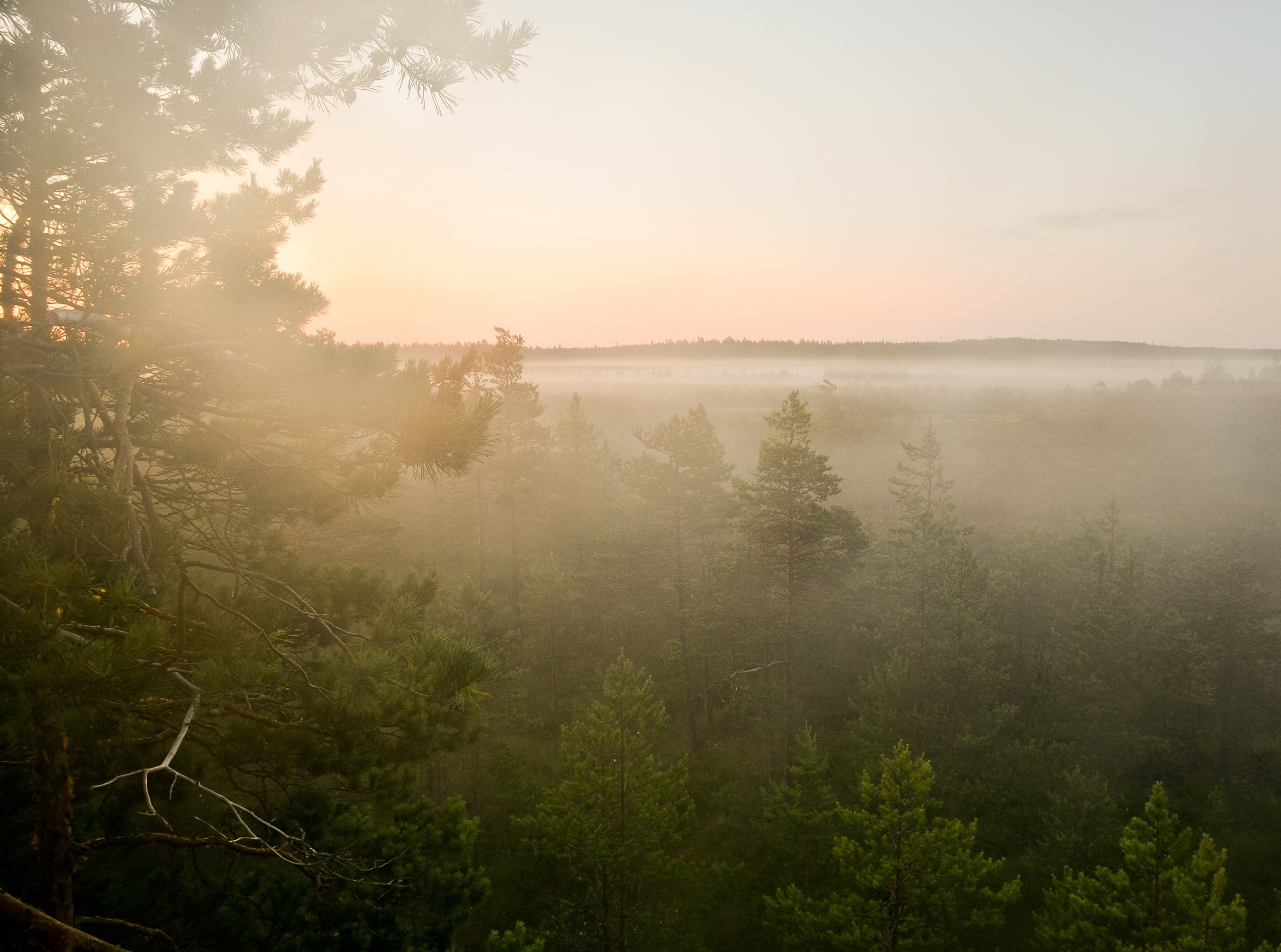 hirvijarvi, twilight, no people, beauty in nature, nature, land, sun, tree, Morning, tranquility, plant, Park, smog, Finland, Europe, water, Sunrise, Forest, HD Wallpaper