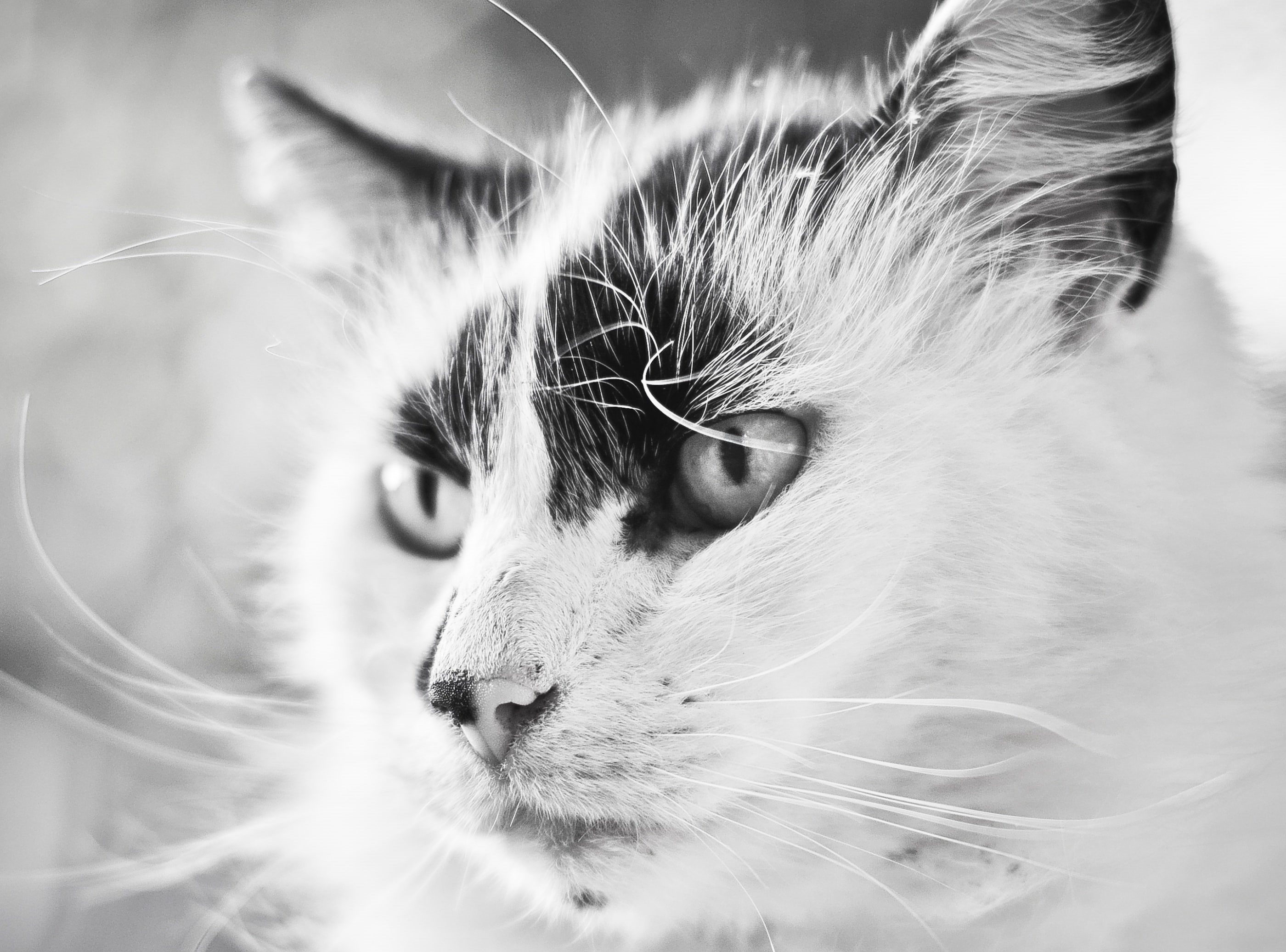 vertebrate, Black and White, coated, kissa, animal, beautiful, domestic, pets, no people, animal head, Portrait, cat, 2K, animal body part, close-up, snout, HD Wallpaper