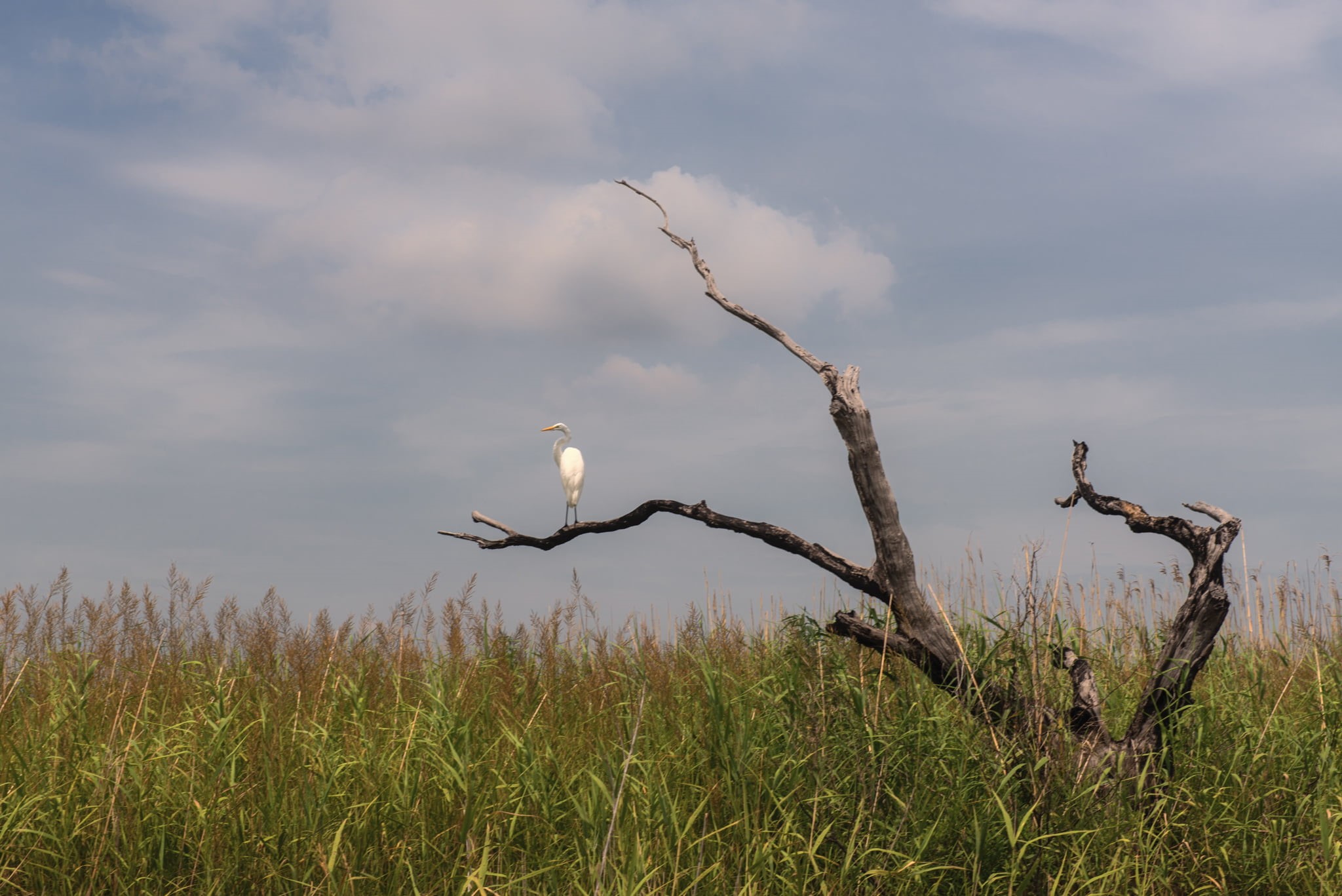 grass, grass field, Louisiana, seagull, leafless, green grass, white, com, Bird, nature  photography, wildlife, United States, USA, green, nature, animal, HD Wallpaper