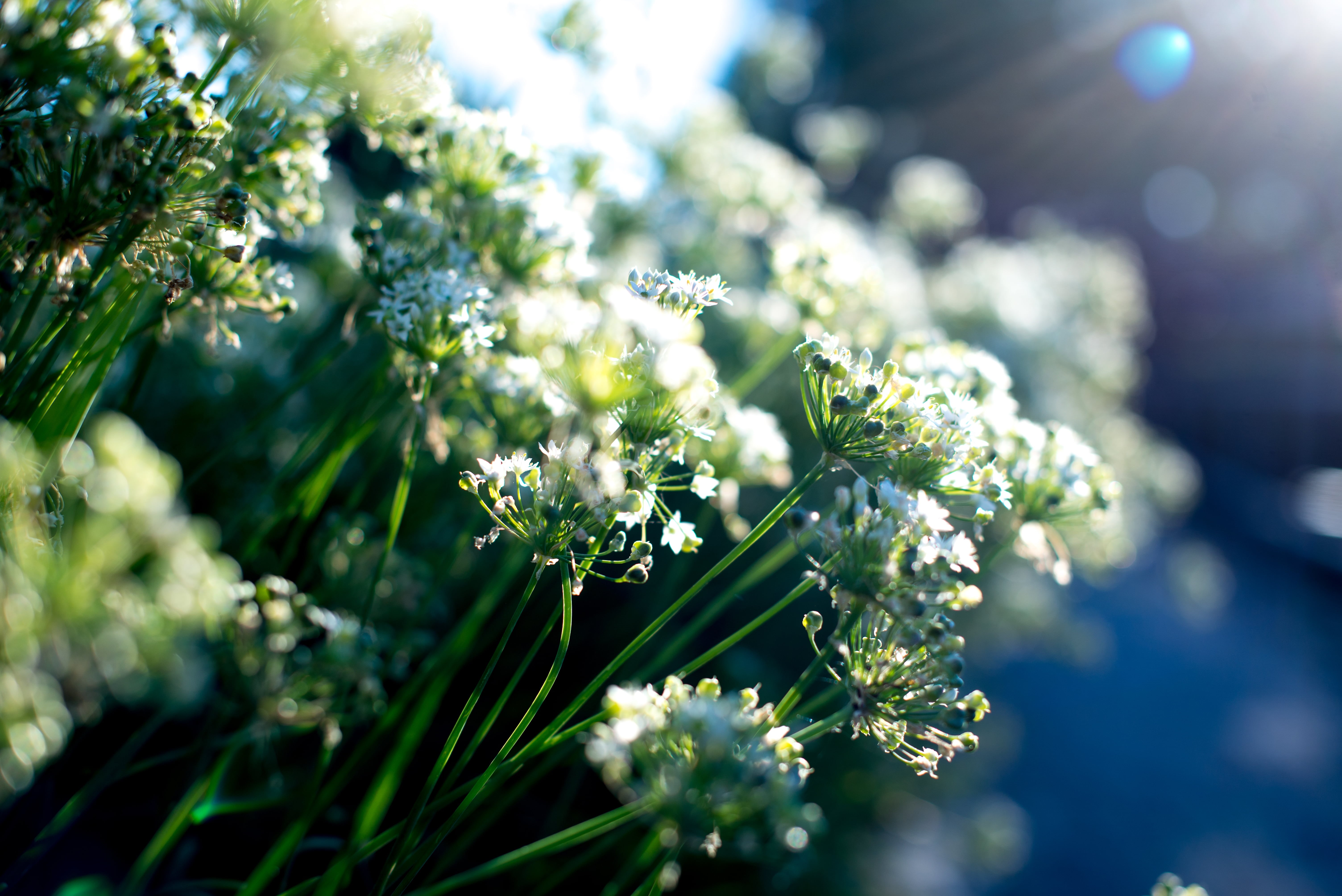 United States, photography, white, nikon d600, close-up, flower, bokeh, black  blue, abstract  art, green, 5K, summer, raw, petaled, San Angelo  Texas, HD Wallpaper