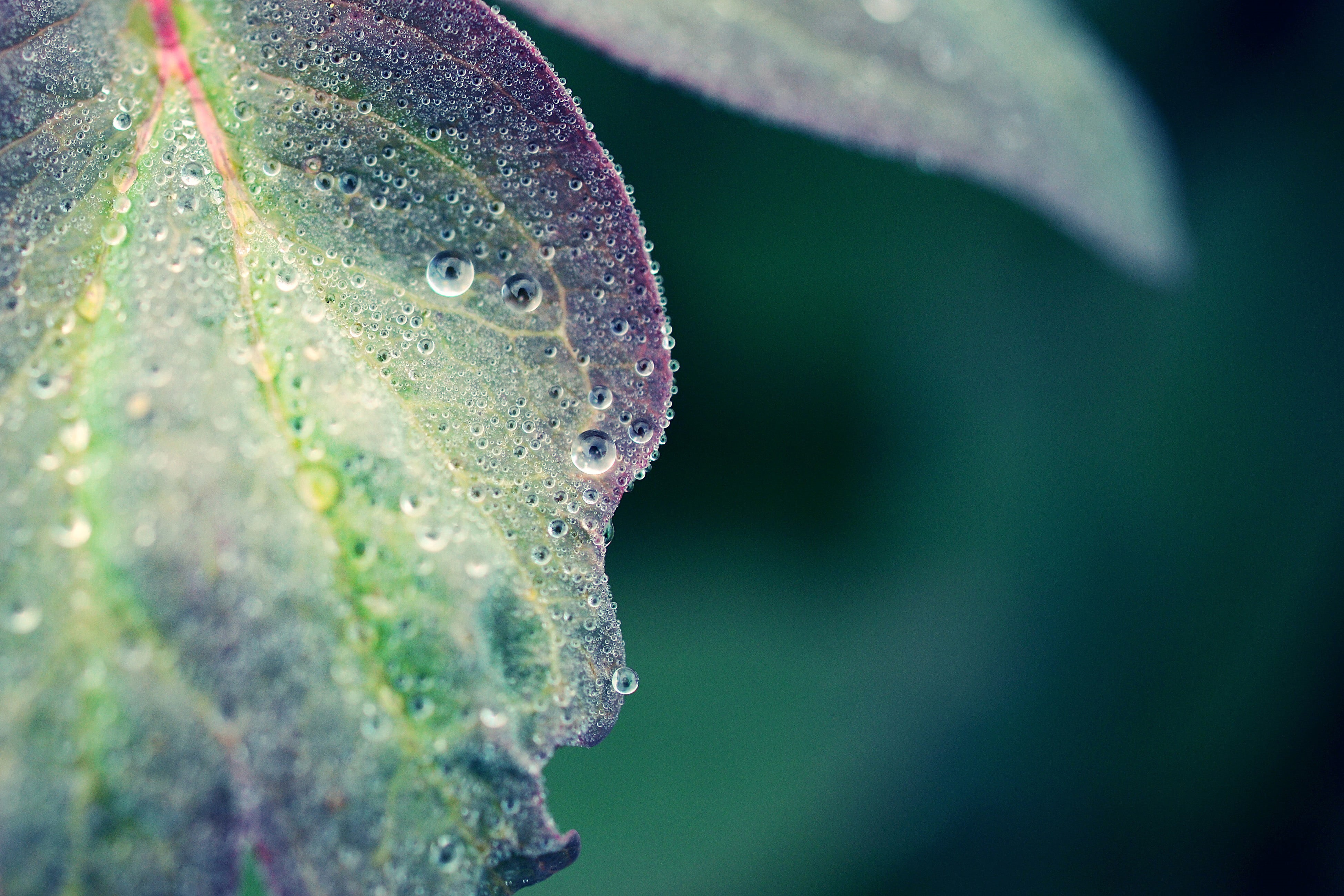 morning, hiroshima  japan, raindrop, shobara  hiroshima, peony, dew, nature, green  leaf, drops, WD, Nikon  D600, zeiss  Makro-Planar, water drop, freshness, HD Wallpaper