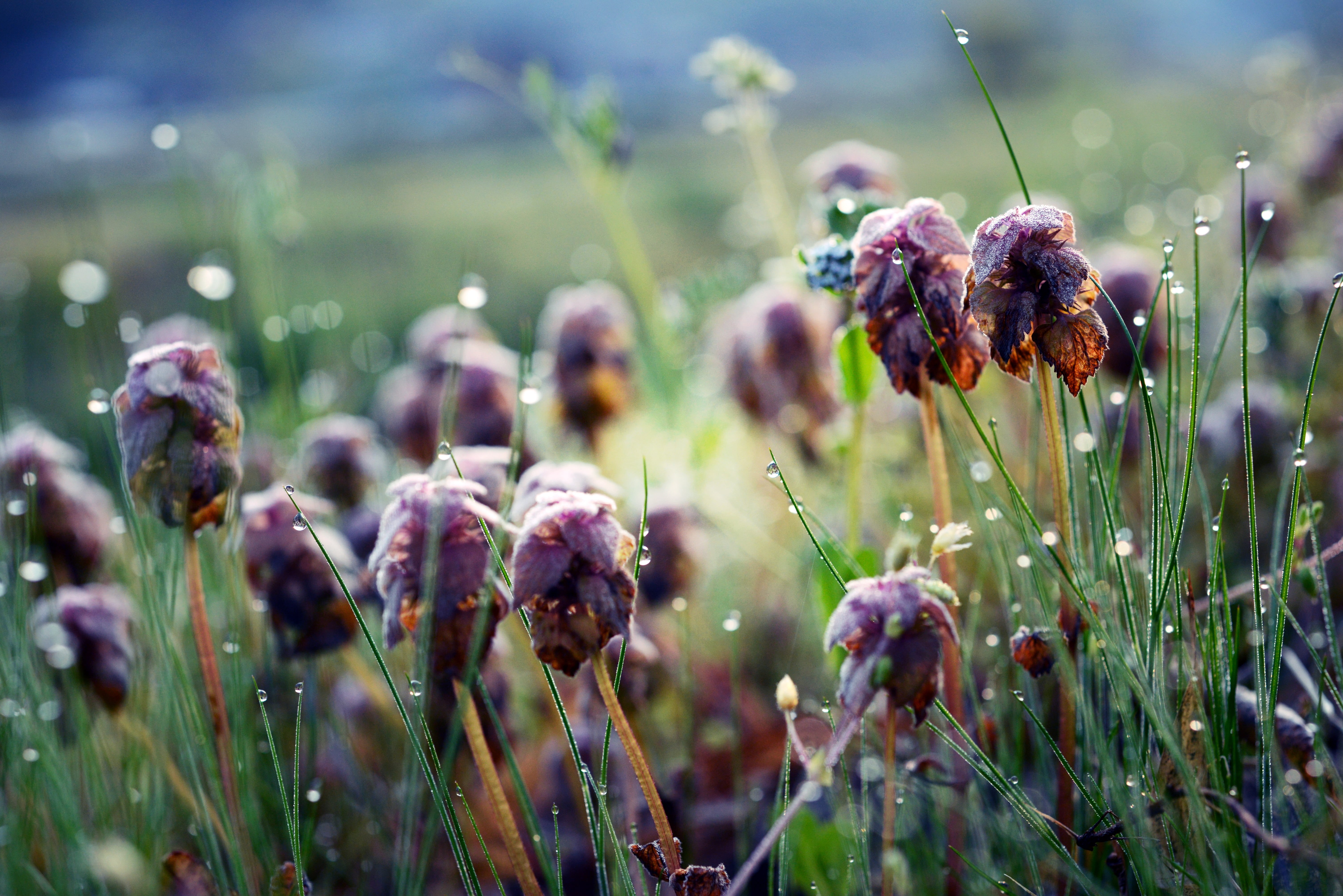 flowers, T* 2, weed, nature, meadow, explorer, soryo, shallow, Nikon  D600, petaled, grass, plant, shobara  hiroshima, Makro-Planar, beauty In Nature, summer, HD Wallpaper