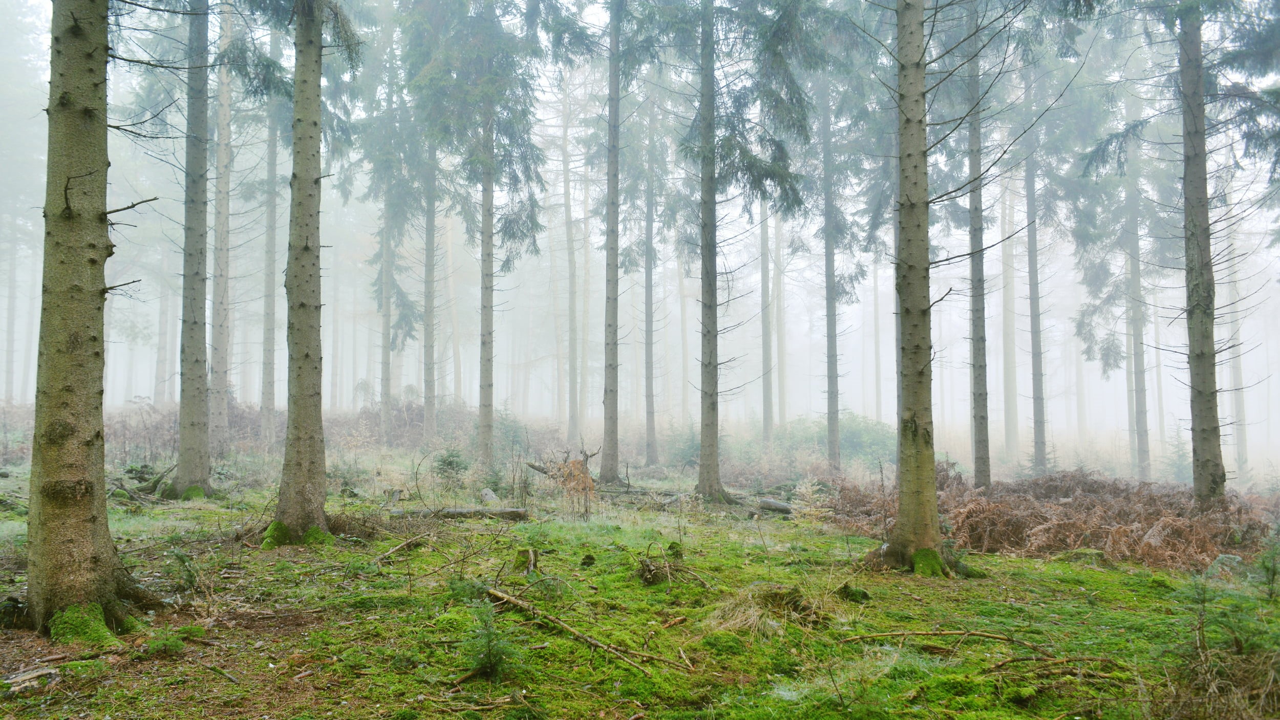 forest, day, Frost, england, Nikon D610, Europe, Nikon D600, Landscape, branch, Photography, season, leaf, Beauty, Leaves, scenic, woodland, Christmas, HD Wallpaper