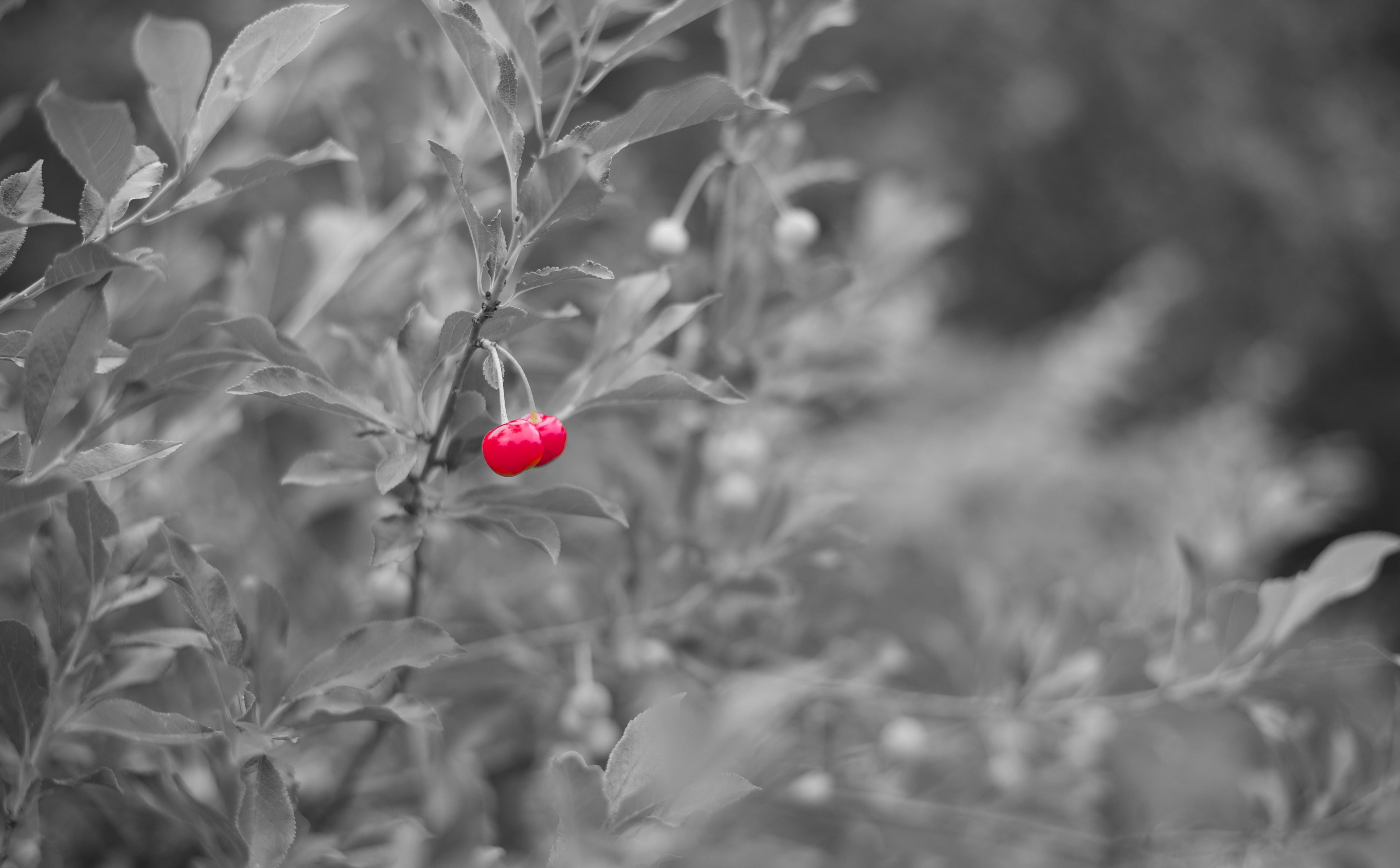 5K, beauty in nature, ripe, close-up, plant, food and drink, no people, cherry, photography, growth, land, food, day, vulnerability, freshness, fruit, HD Wallpaper