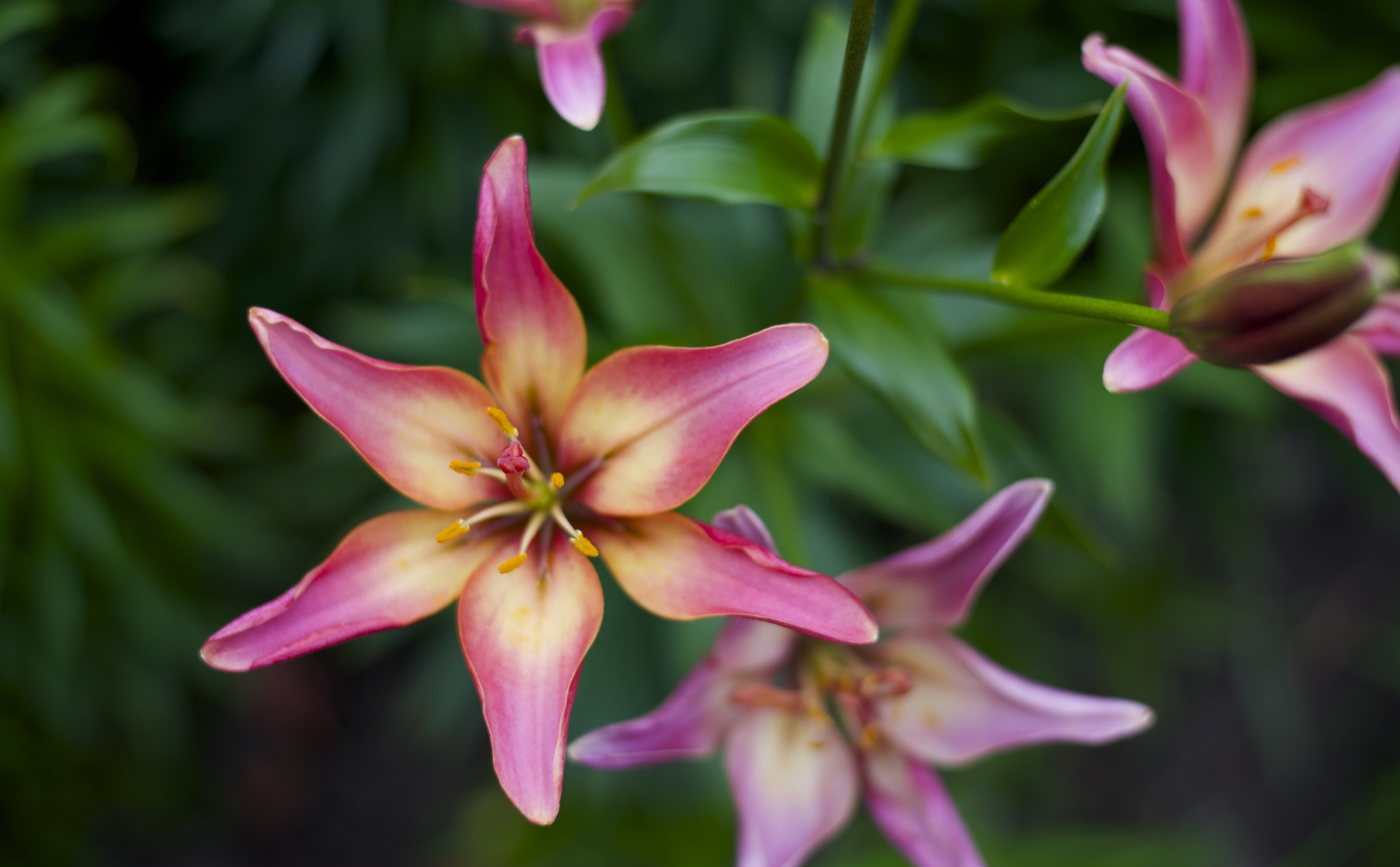 Flowers, no people, flower, fragility, inflorescence, growth, pollen, close-up, flowering plant, vulnerability, Nature, day, park, russia, beauty in nature, HD Wallpaper