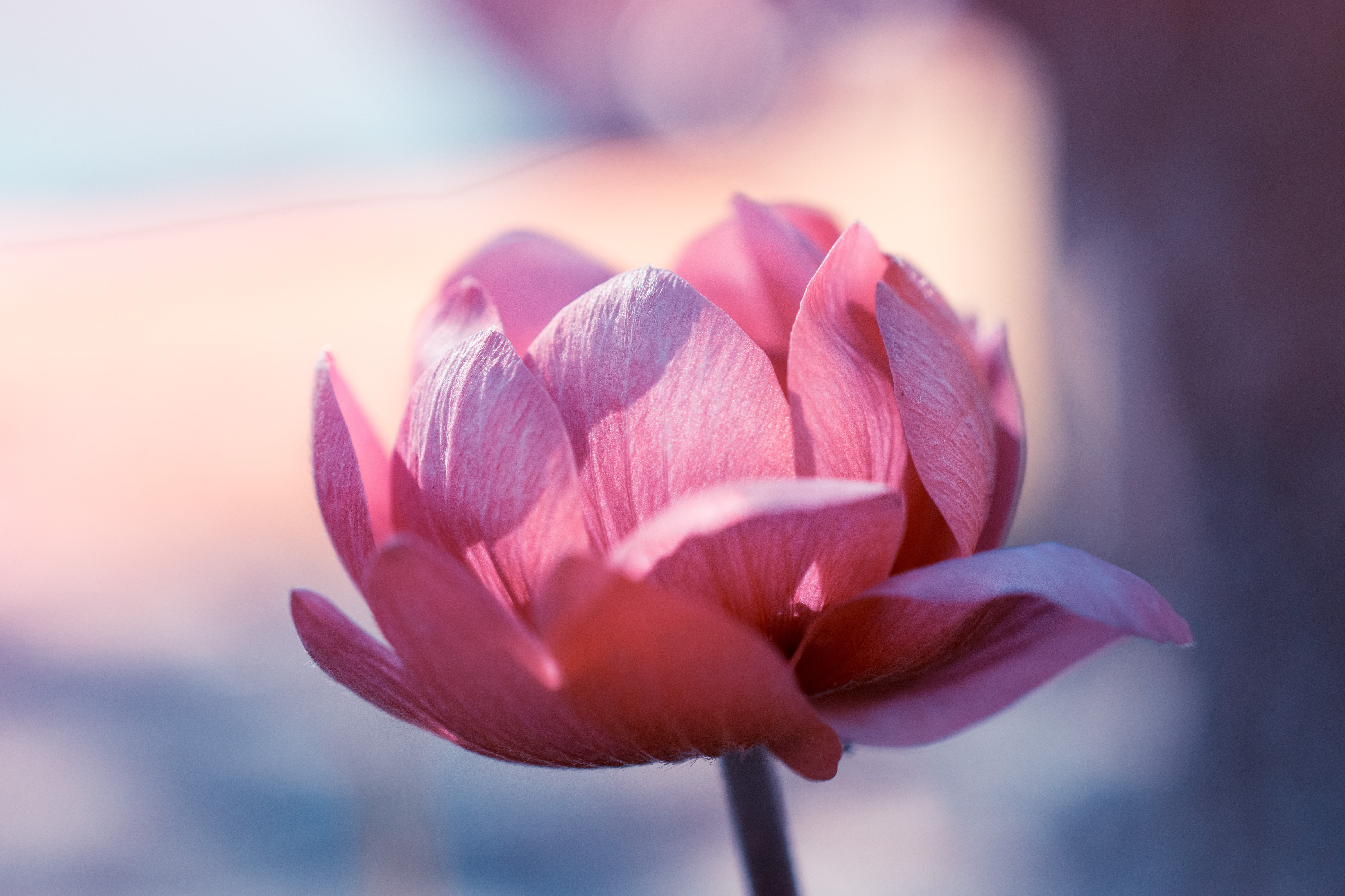 nature, close, lotus Water Lily, photography, dof, Bokeh, tulip, beauty In Nature, pink Color, Nikon d5300, petal, macro, plant, nikkor, pink, flower, 5K, HD Wallpaper