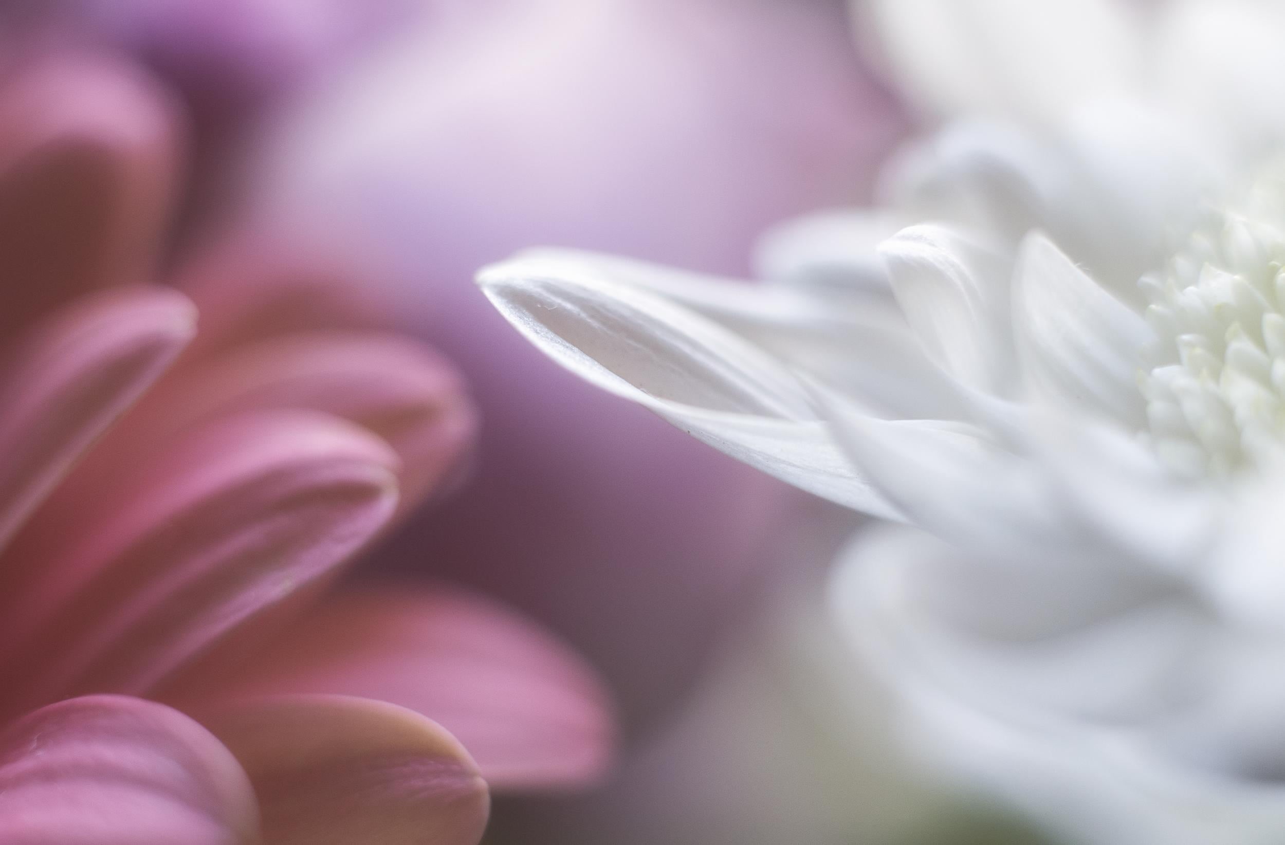 photography, with me, sweet, mm, nature, white, macro, Sway, flower, macro photography, 1080P, closeup, close-up, pink, Nikon  D750, flower Head, Nikkor, HD Wallpaper