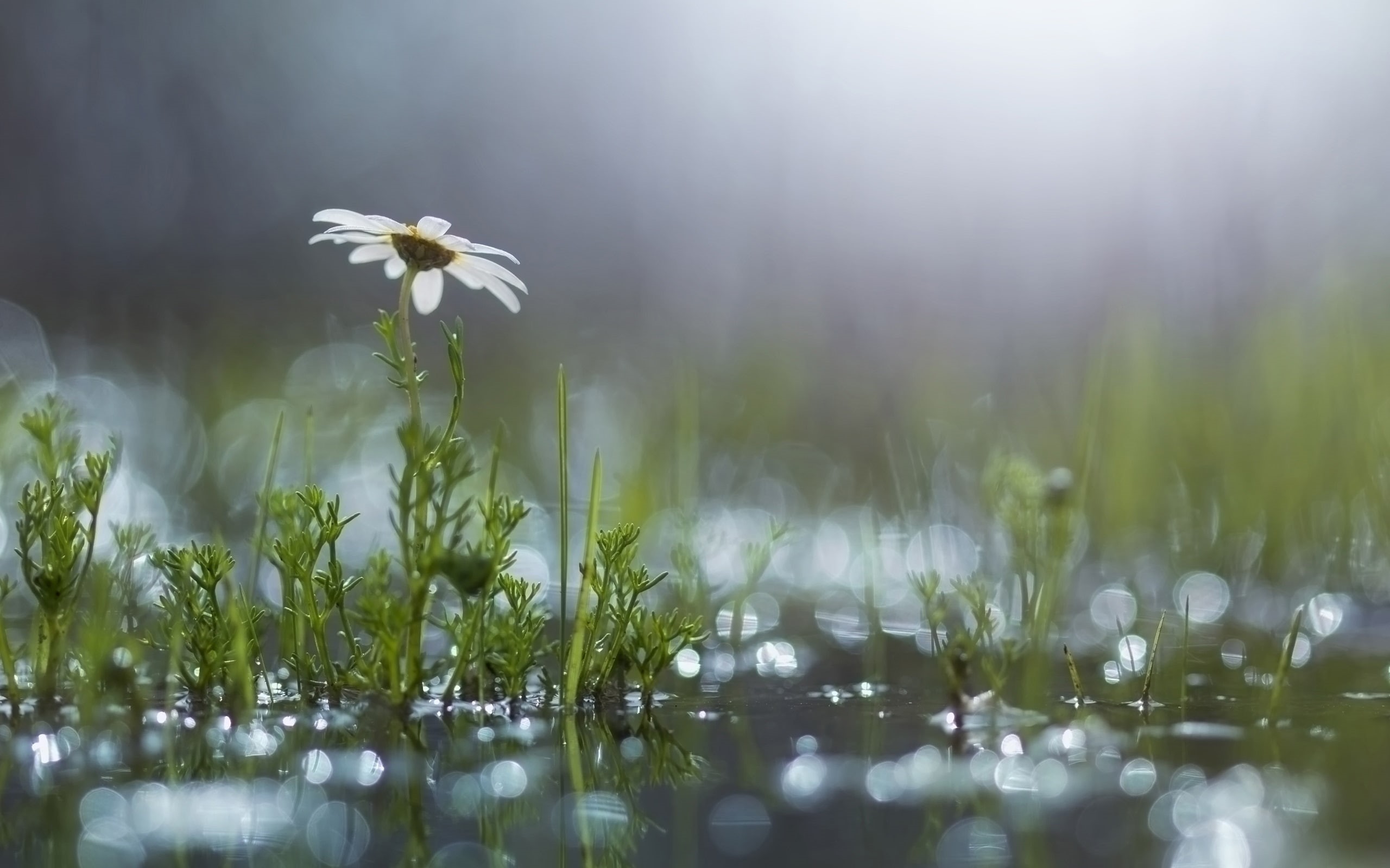2K, After, Flower, Rain, Puddle, Grass, White, Daisy, HD Wallpaper