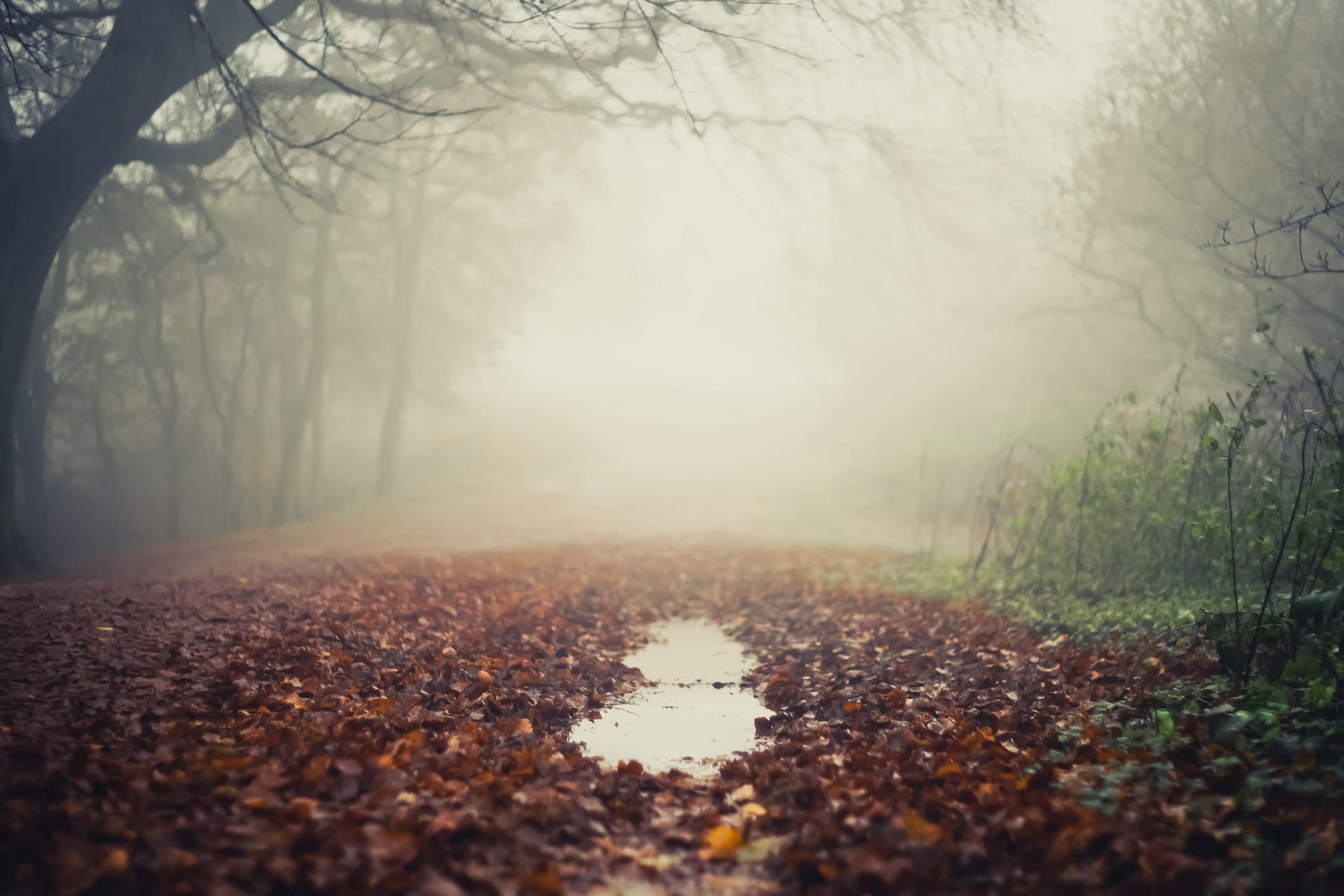 leaves, puddle, mist, 1080P, HD Wallpaper