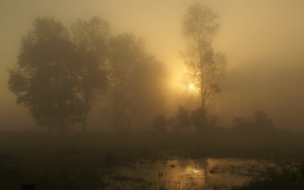 plant, sunset, shrubs, no people, idyllic, silhouette, tranquil scene, trees, land, puddle, non-urban scene, water, 480P, sunlight, fog, tranquility, tree, HD Wallpaper