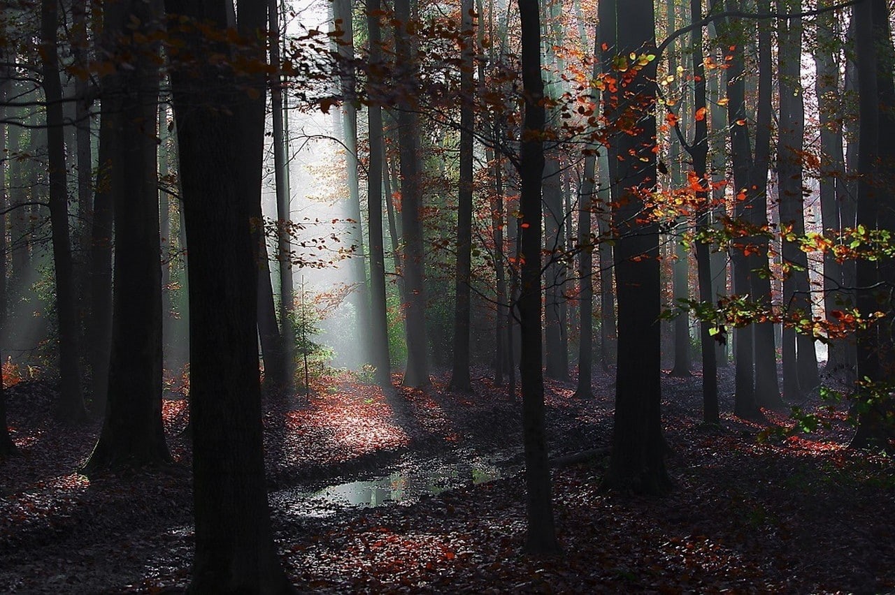 woodland, day, trunk, sun rays, tree trunk, plant, fall, tranquility, sunlight, 720P, beauty in nature, branch, puddle, bamboo - plant, trees, outdoors, HD Wallpaper