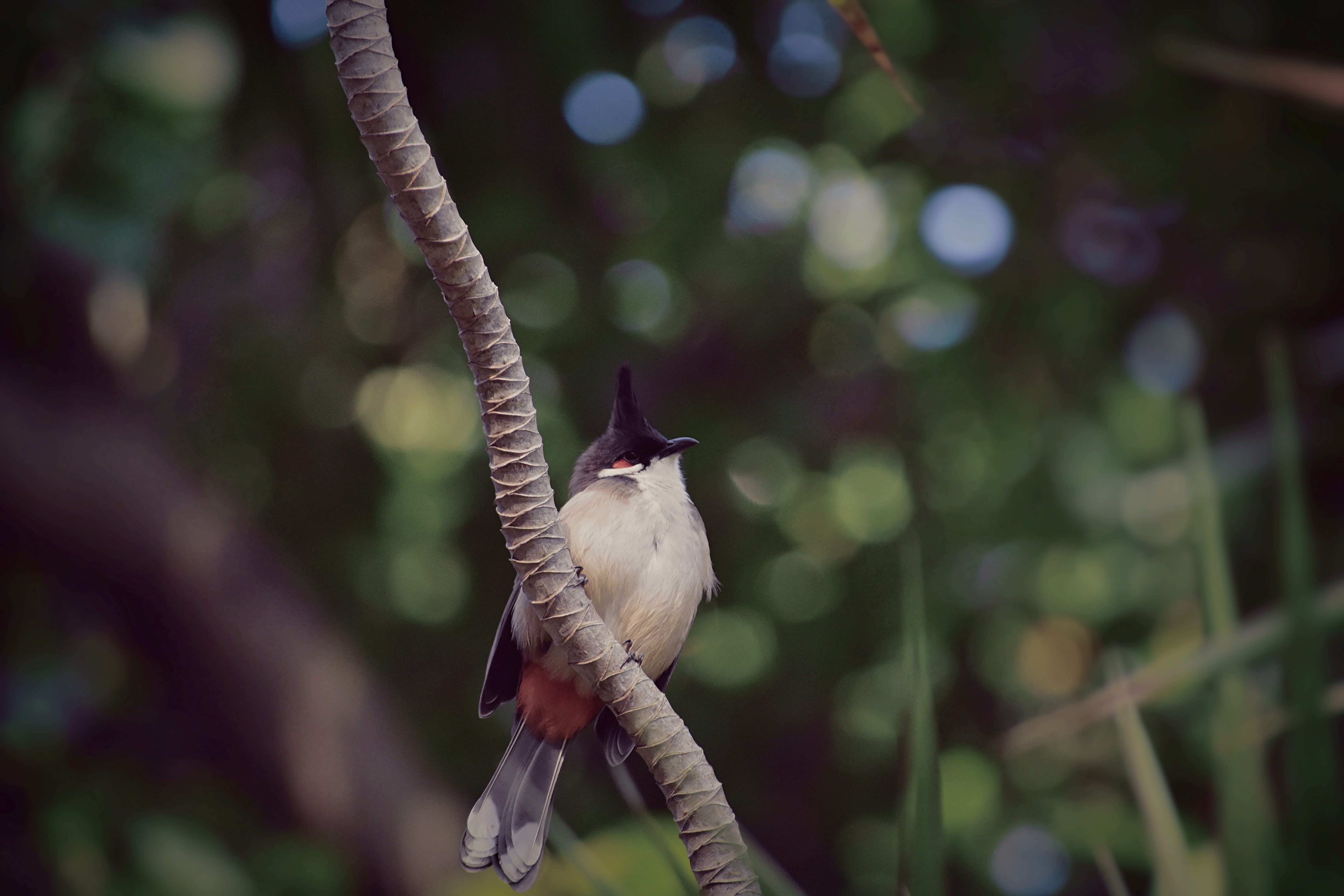 bird, outdoors, spread wings, one animal, branch, aisa, no people, aven, close-up, nature, selective focus, tree, animal themes, plant, animal wildlife, HD Wallpaper