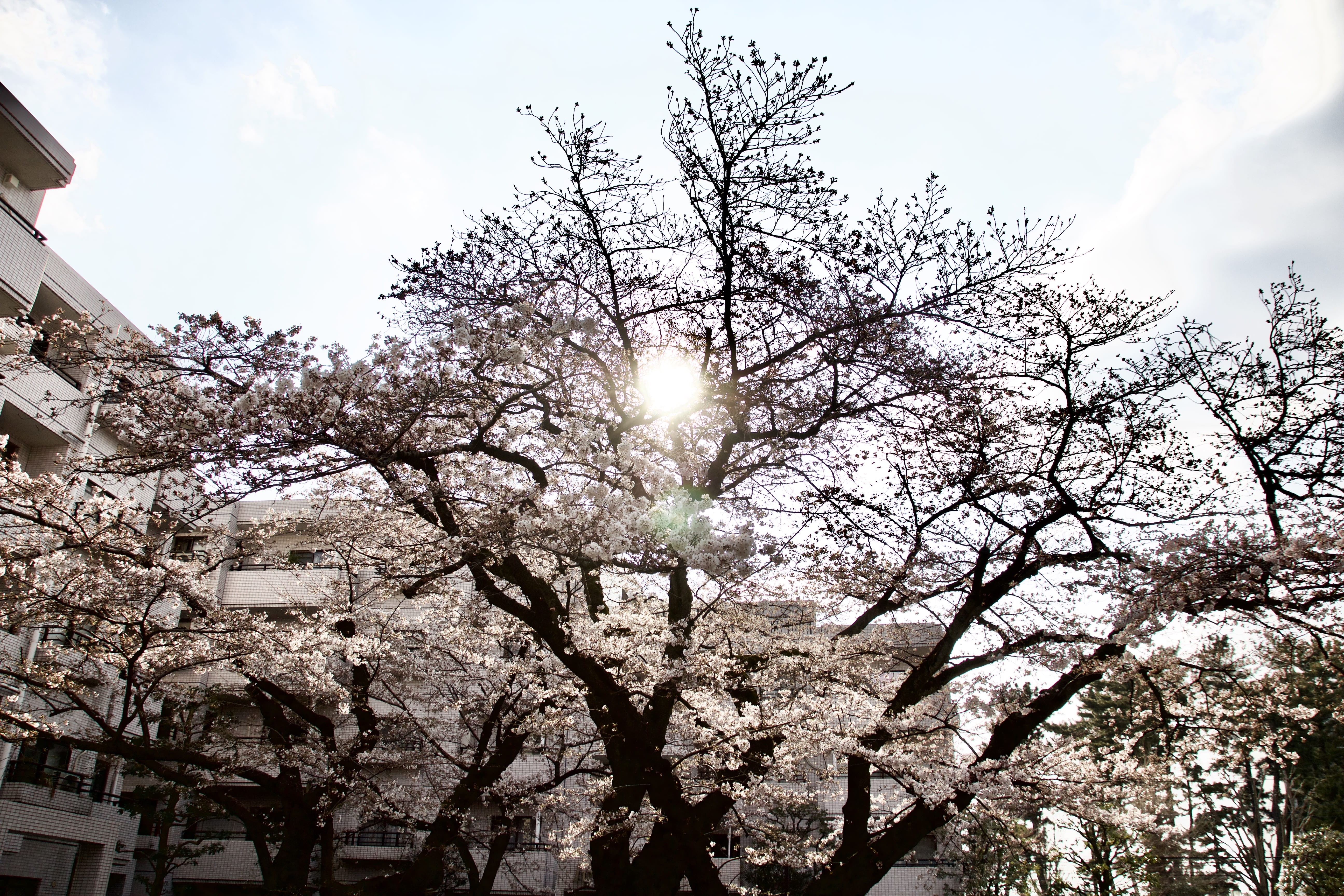 sakura, cloud - sky, no people, day, sunlight, lens flare, cherry blossom, bright, 5K, built structure, kanagawa prefecture, cherry, blossom, aisa, tree, HD Wallpaper