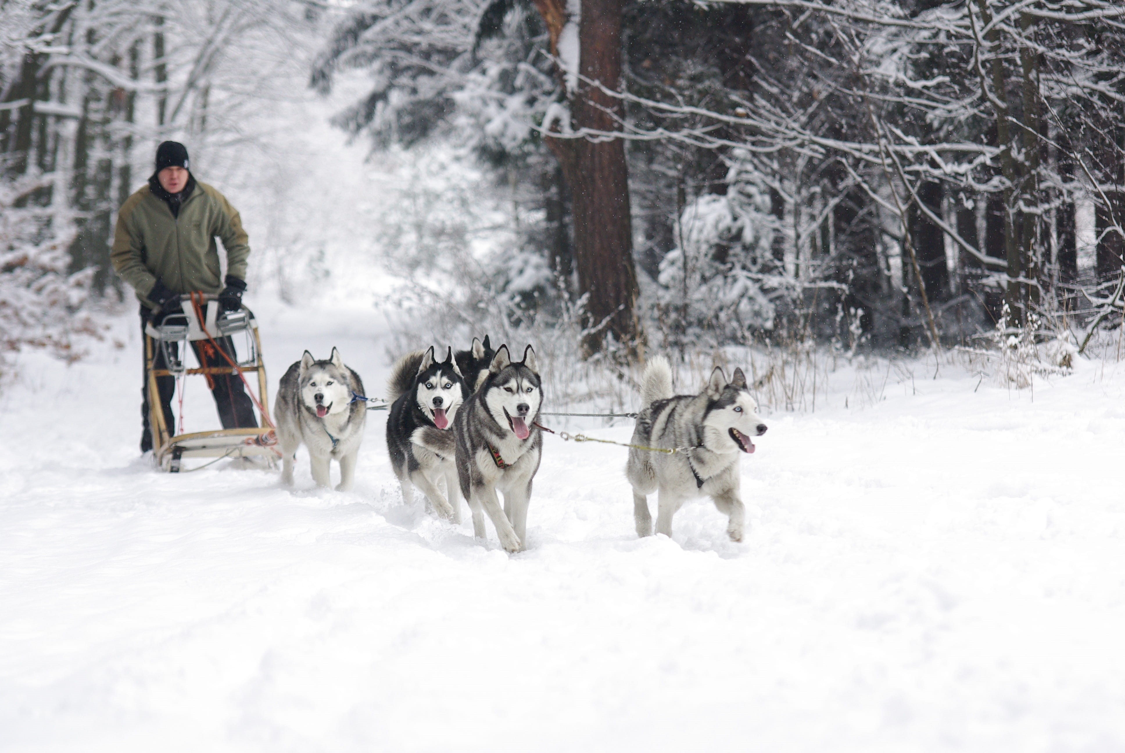 mammal, dogs, riding, man, 4K, pets, sled dogs, woods, daytime, canine, adamczak, vertebrate, one animal, people, green, Siberian Huskies, zip, jacket, HD Wallpaper