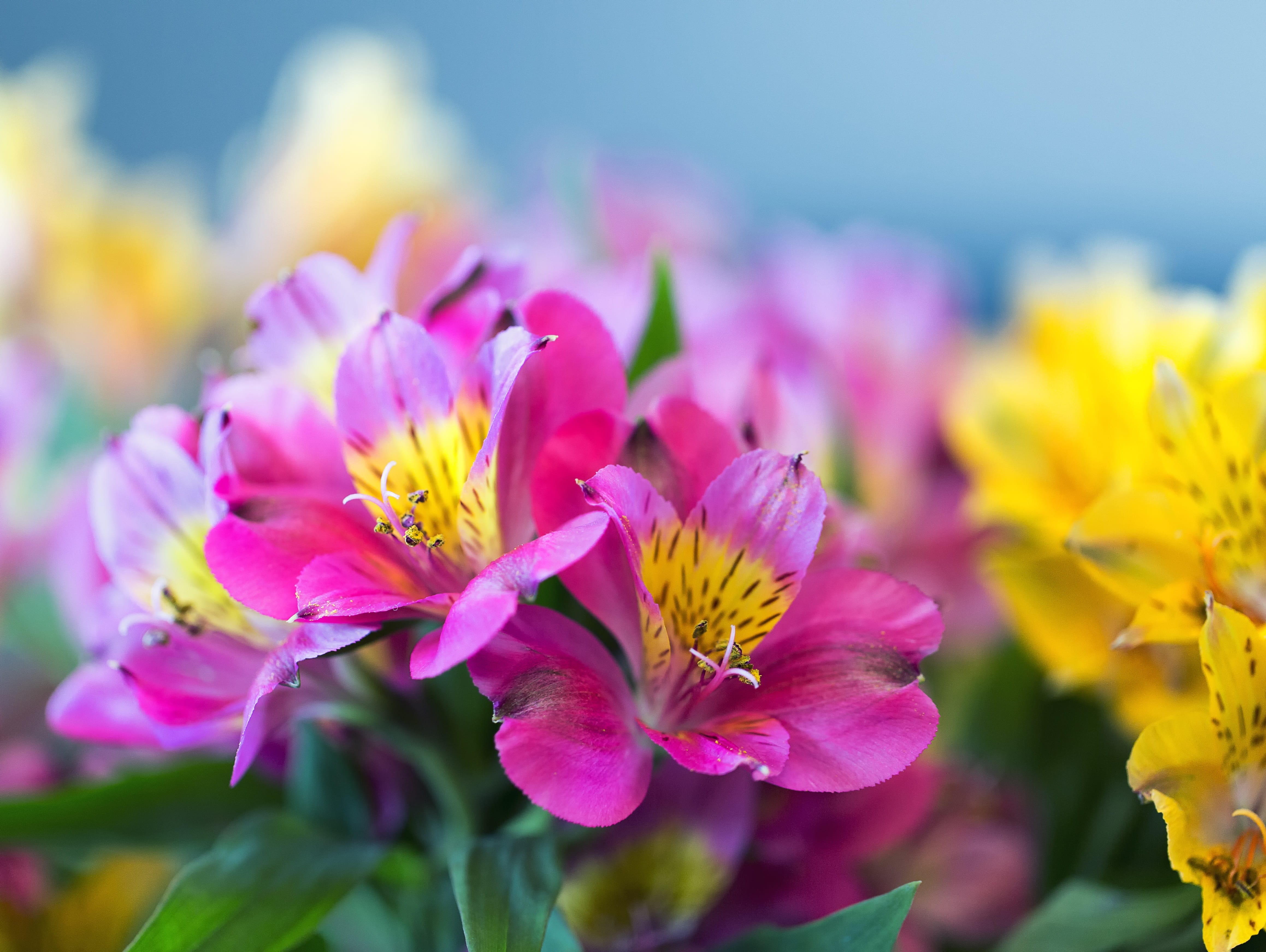 peruvian, plant, selective focus, close-up, focus on foreground, botanical, outdoors, close, blooming, petals, petal, pink, pink color, flora, yellow, purple, HD Wallpaper