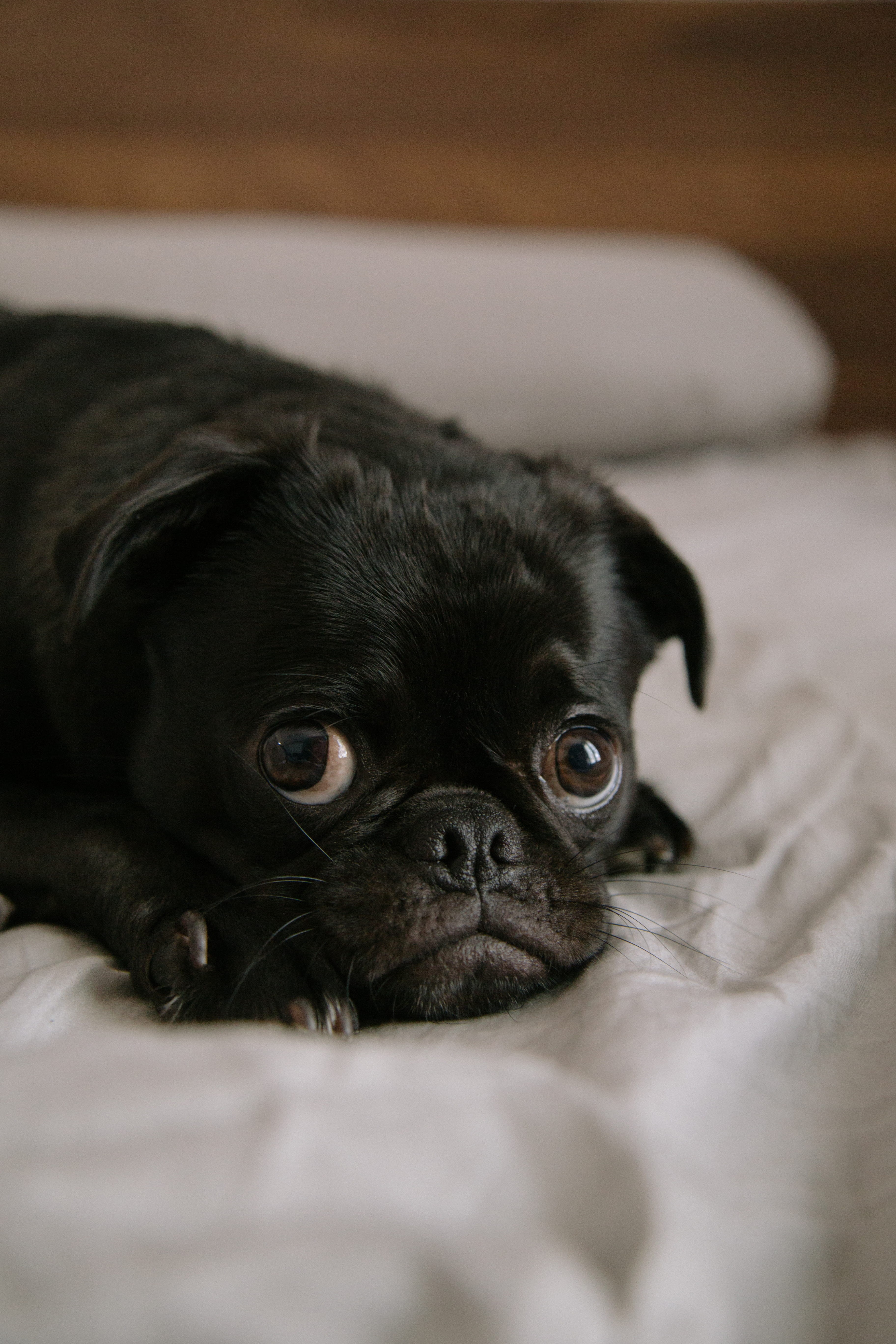 domestic animals, pet, animal, mammal, sleeping, animal themes, puppy, eye, pug, canine, selective focus, 5K, indoors, calm, purebred dog, small, lap dog, Phone HD Wallpaper