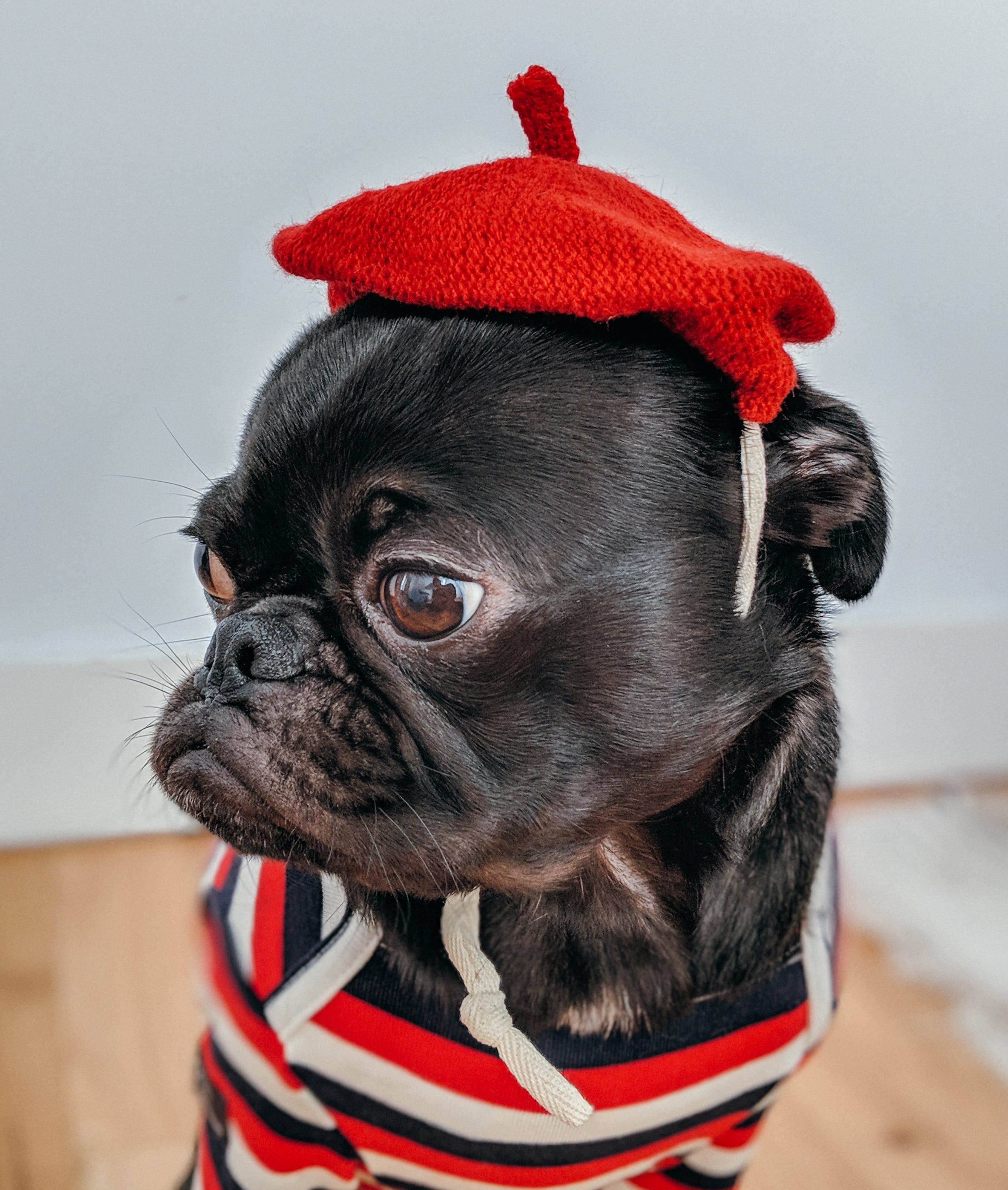 cute, animal, black, pug, animal head, domestic animals, puppy, shallow, pup, closeup, photo, dress up, clothing, pets, grumpy, humour, dog, domestic, frenchie, Phone HD Wallpaper