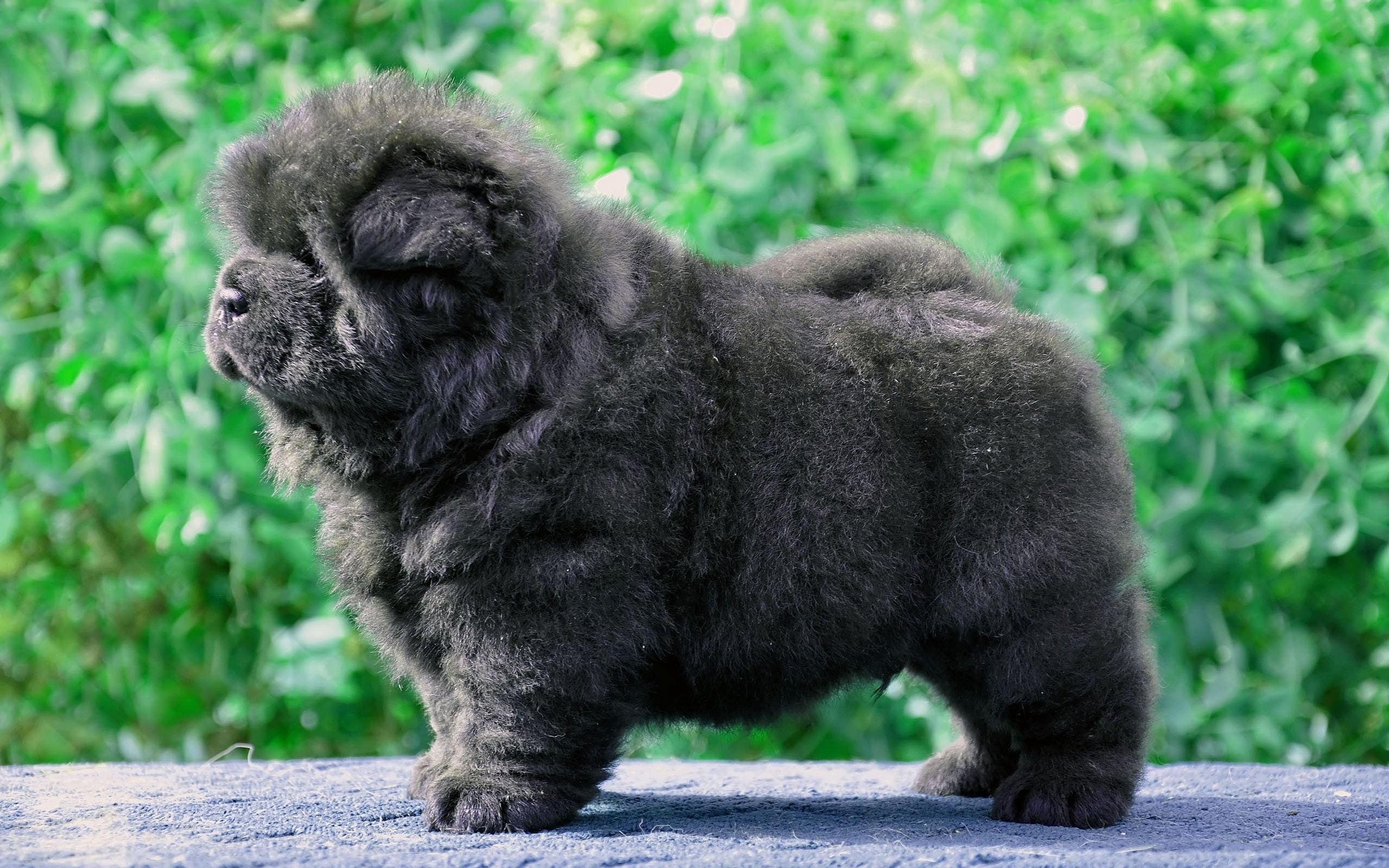profile view, human Face, nature, day, primate, animals in the wild, side view, fur, grass, puppy, animal, pets, 2K, domestic Animals, fluffy, canine, HD Wallpaper
