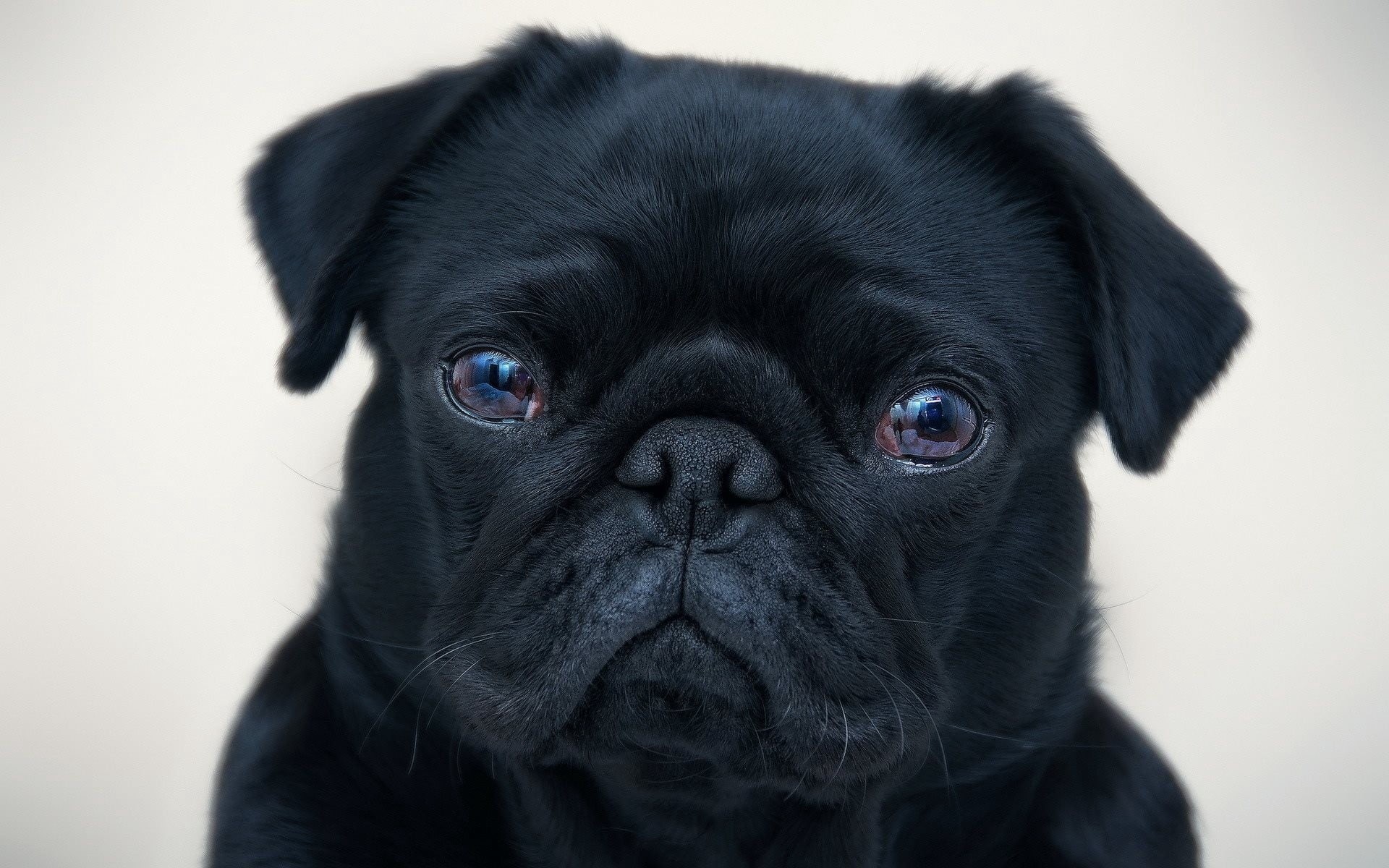 one Animal, no People, wrinkled, animal, indoors, animal themes, young Animal, lap dog, pets, portrait, black Color, looking at camera, domestic, animal Head, HD Wallpaper