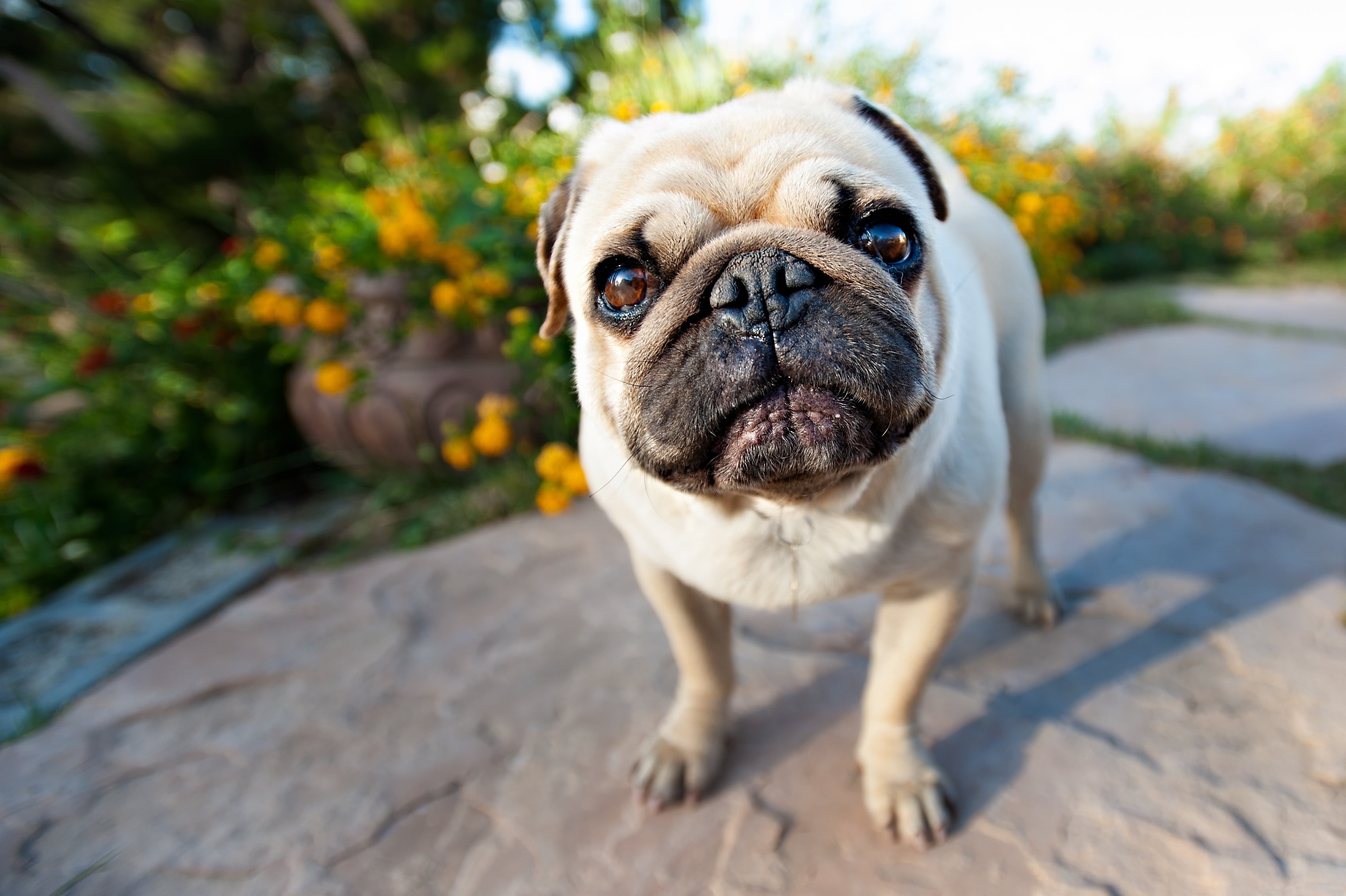close-up, no people, canine, lap dog, adult, portrait, looking, friendship, animal themes, vertebrate, one Animal, animal, puppy, sitting, focus on foreground, HD Wallpaper