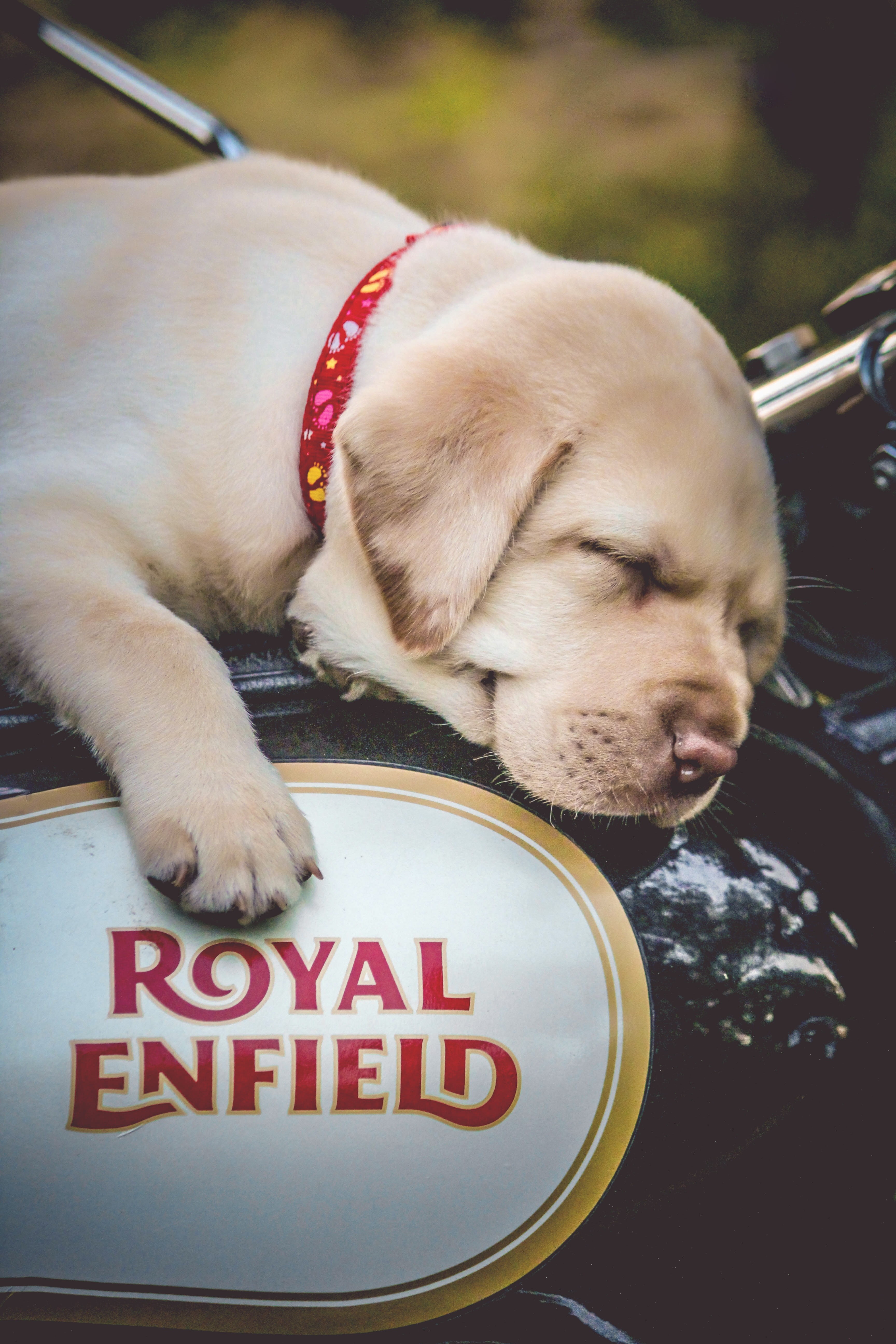 domestic animals, communication, transportation, #dog #bike #RE #royalenfield #puppy, motorcycle, little, 5K, pets, close-up, one animal, animal themes, Phone HD Wallpaper