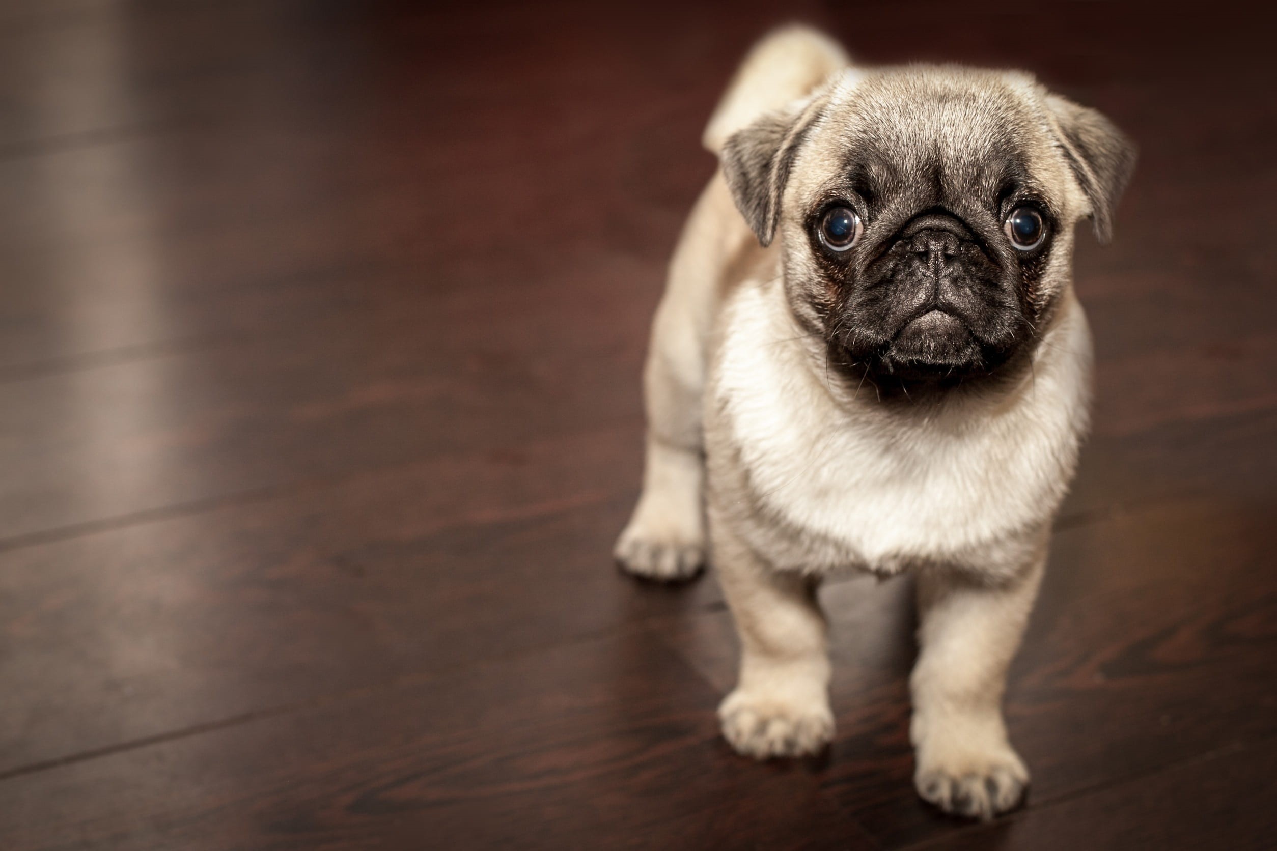 mammal, dog, purebred dog, looking at camera, puppy, animal themes, parquet, pug, young animal, domestic, animal head, fawn, indoors, small, pets, 1080P, HD Wallpaper