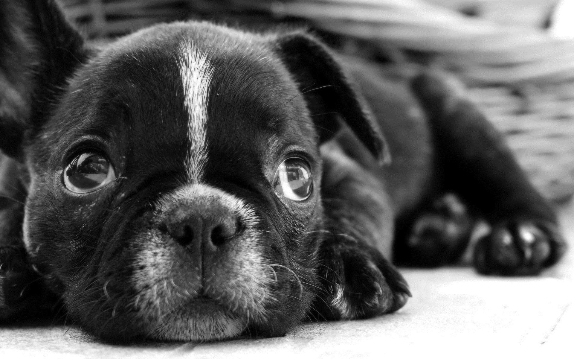 Puppy, Cute, Black, 1080P, Dog, HD Wallpaper