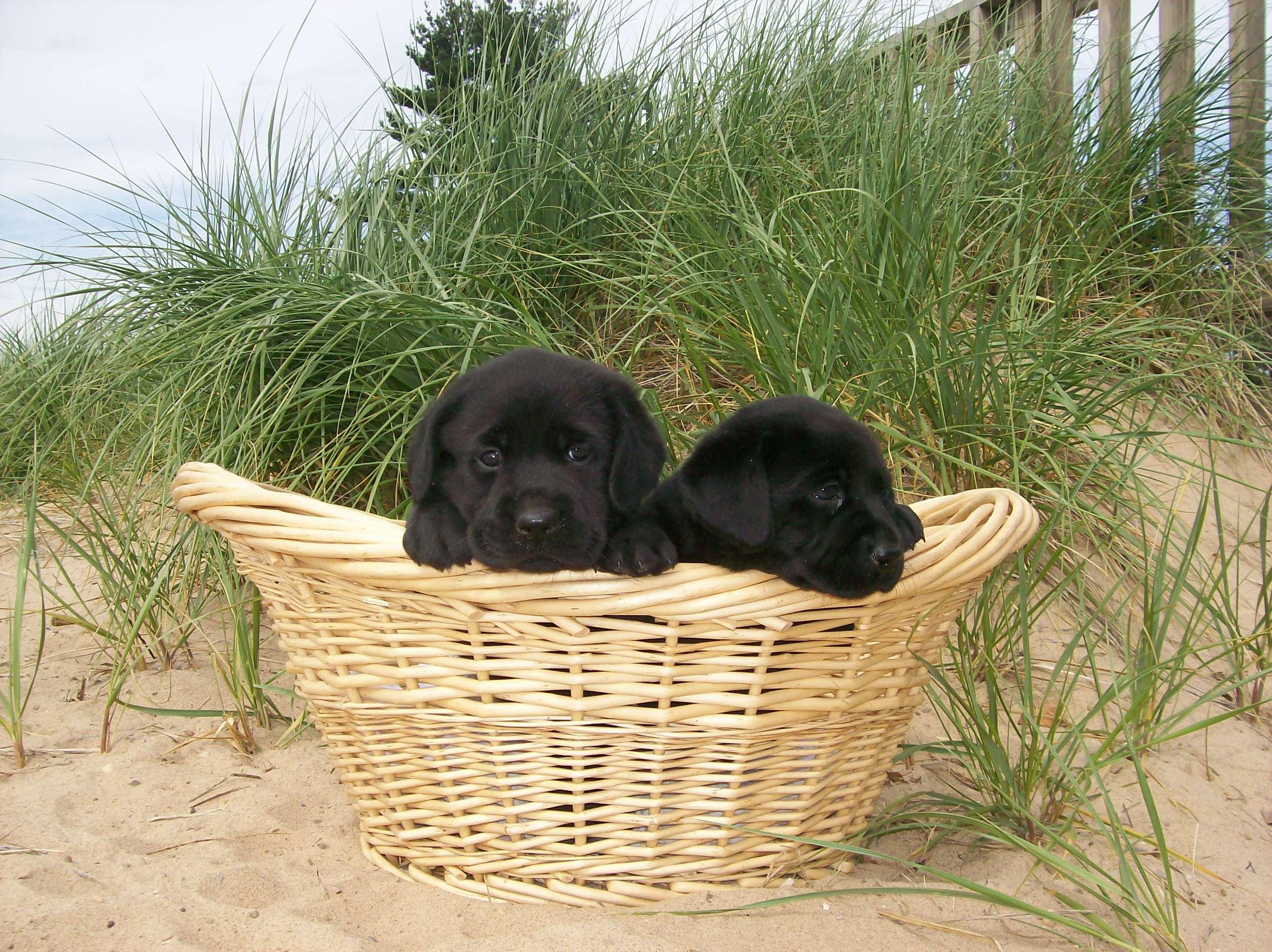 twice, labrador, basket, puppies, animals, adorable, sweet-faces, two, dogs, 2K, retriever, labradors, black, brotherhood, HD Wallpaper