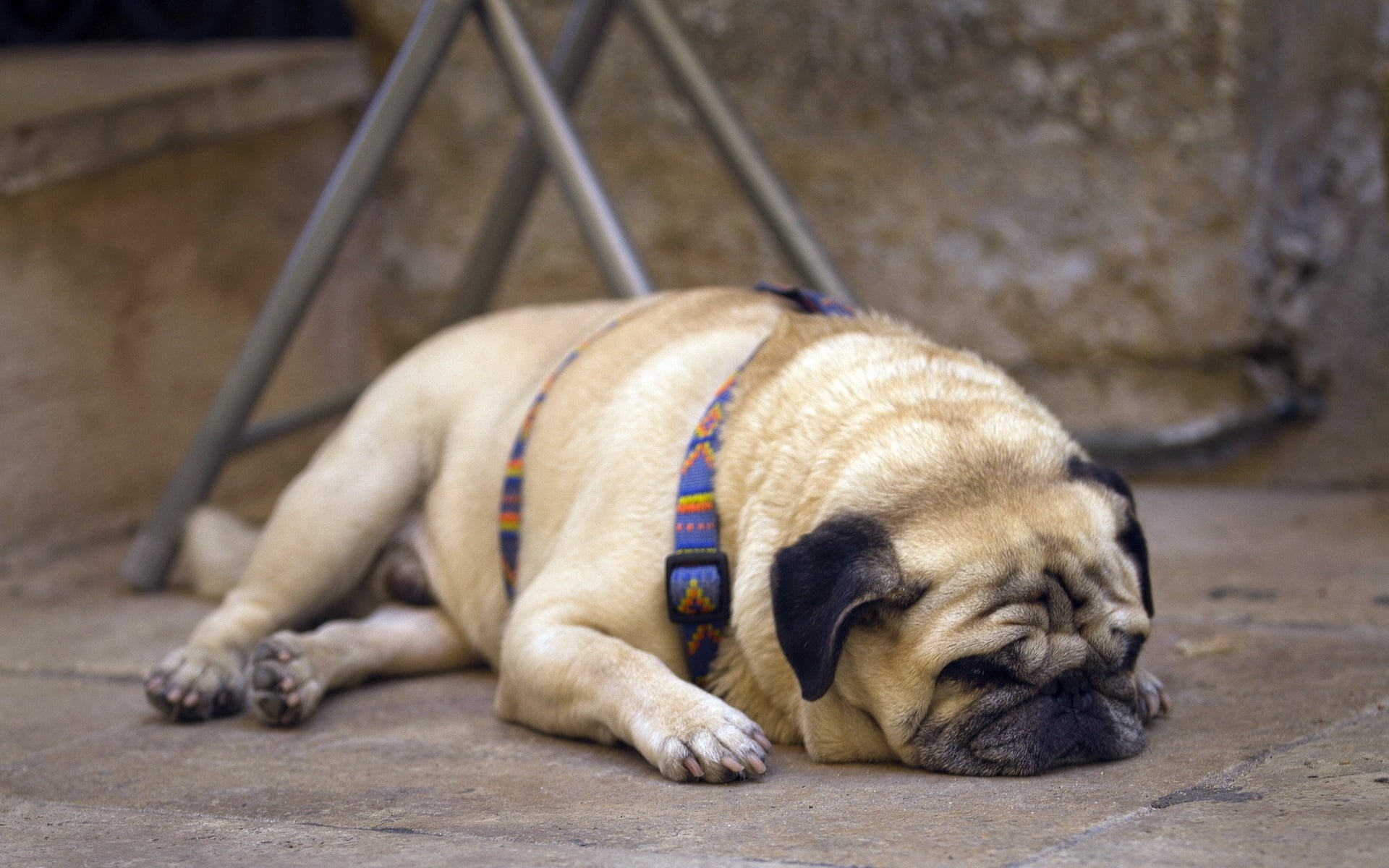 vertebrate, lying down, sitting, adult, napping, small, dog, friendship, animal, fun, puppy, tired, purebred Dog, sleeping, social issues, face, fawn, outdoors, HD Wallpaper