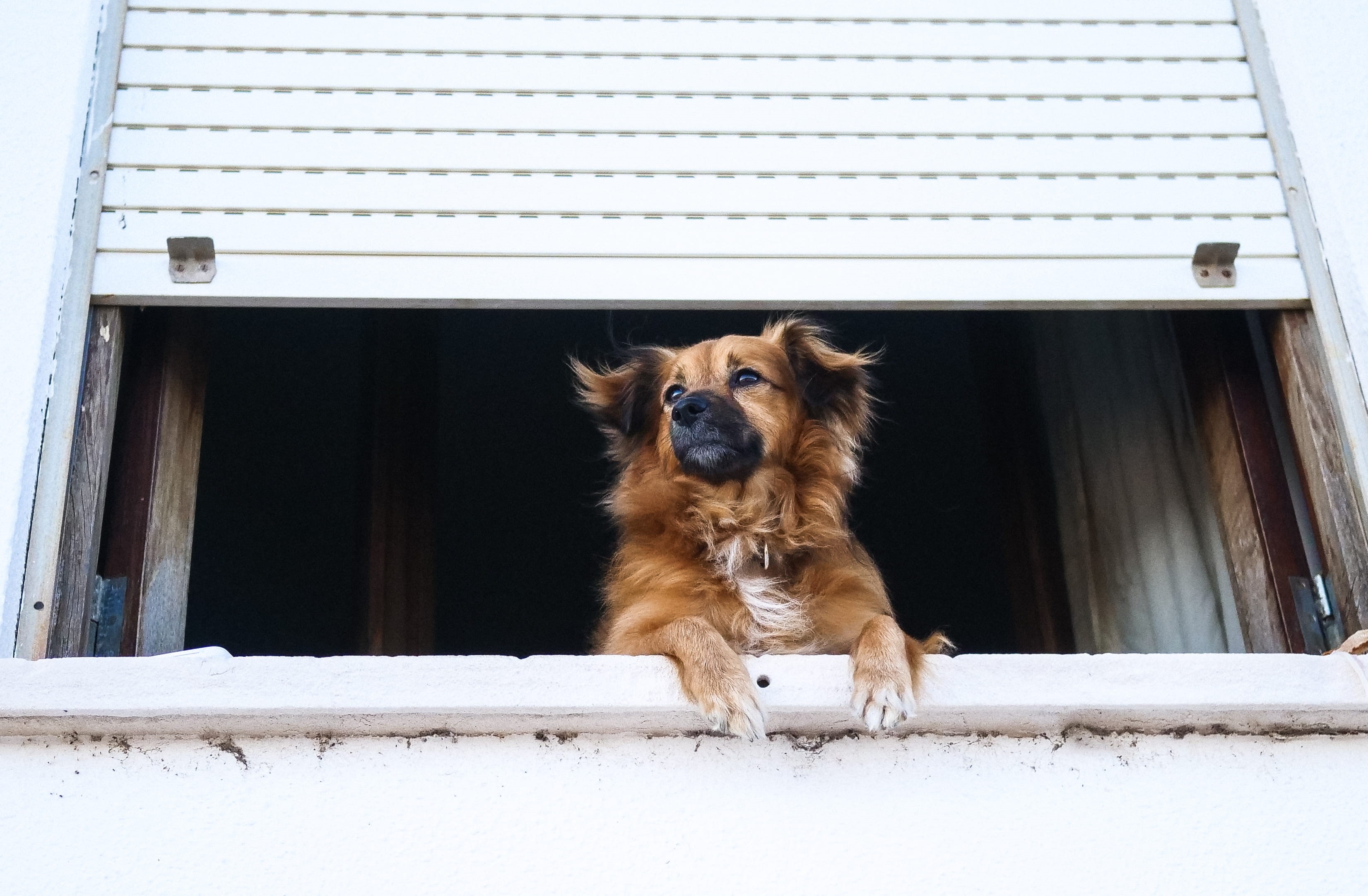 canine, shutter, domestic Animals, muzzle, mammal, looking out, watchdog, pet, looking, tan, coated, friendship, puppy, watch, purebred Dog, dog, 2K, short, HD Wallpaper