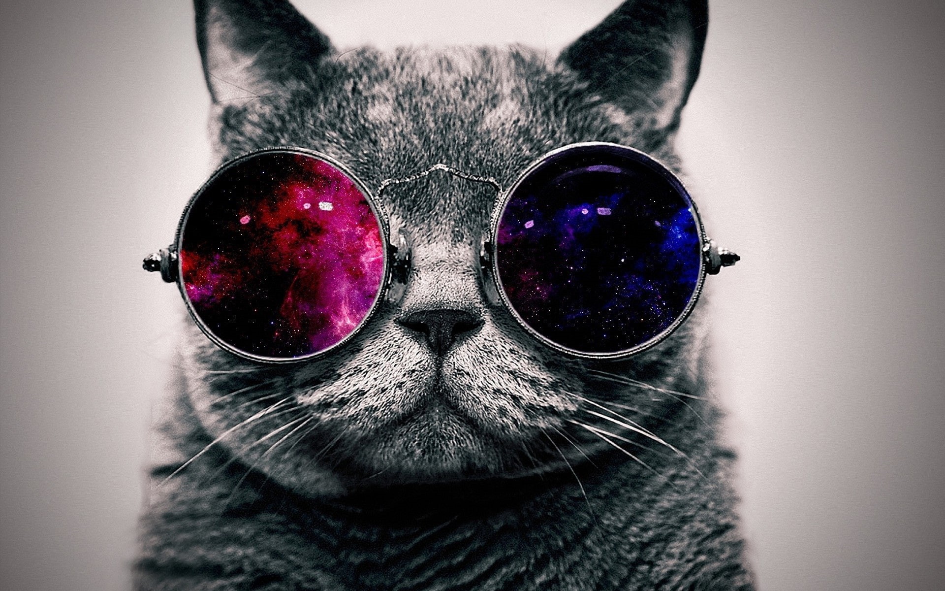 Sunglass, Cool, Cat, Very, 1080P, Cute, HD Wallpaper