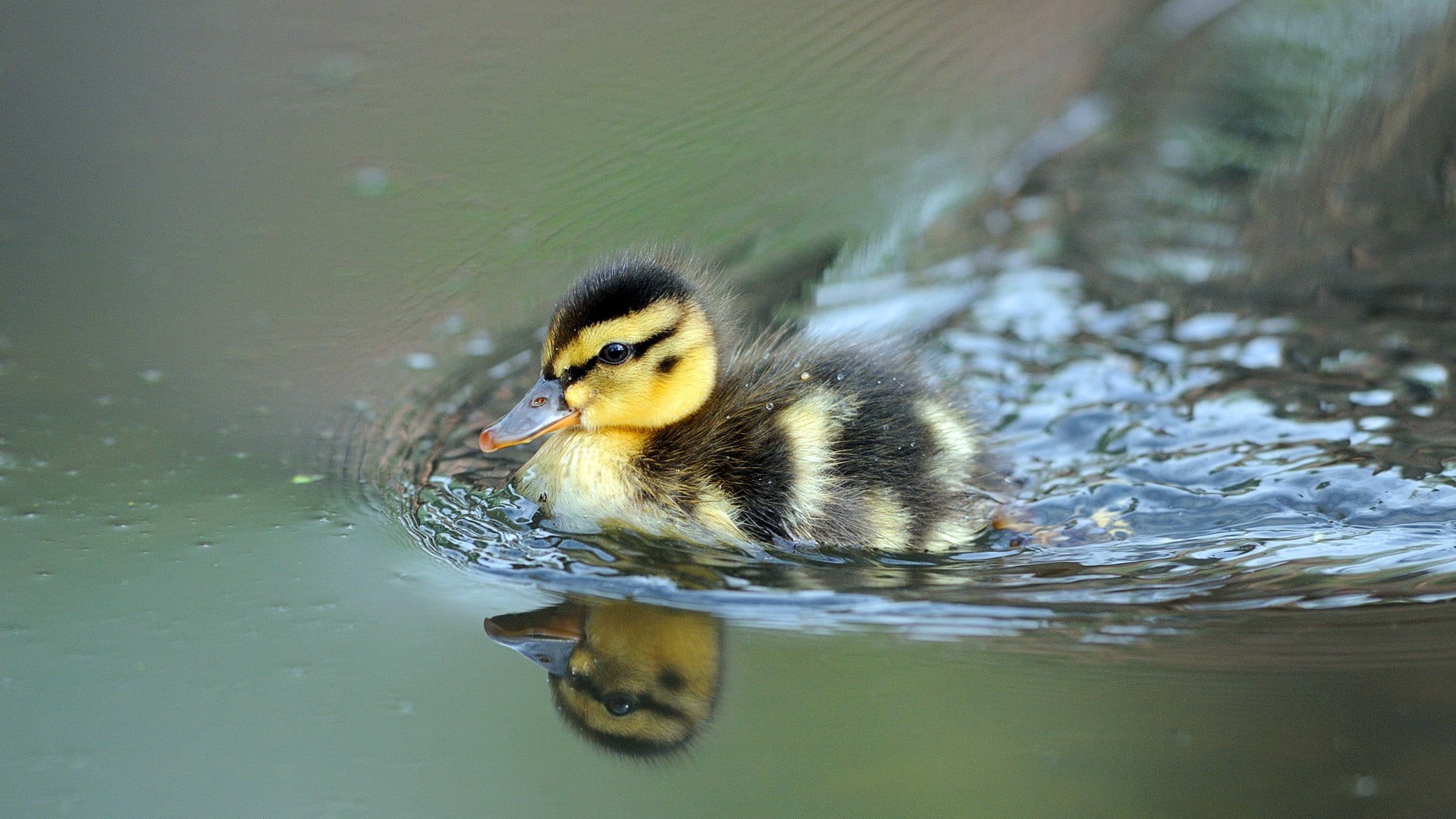 young bird, close-up, animals in the wild, no people, vertebrate, water, depth of field, duckling, birds, swimming, nature, animal wildlife, animal, 1080P, HD Wallpaper
