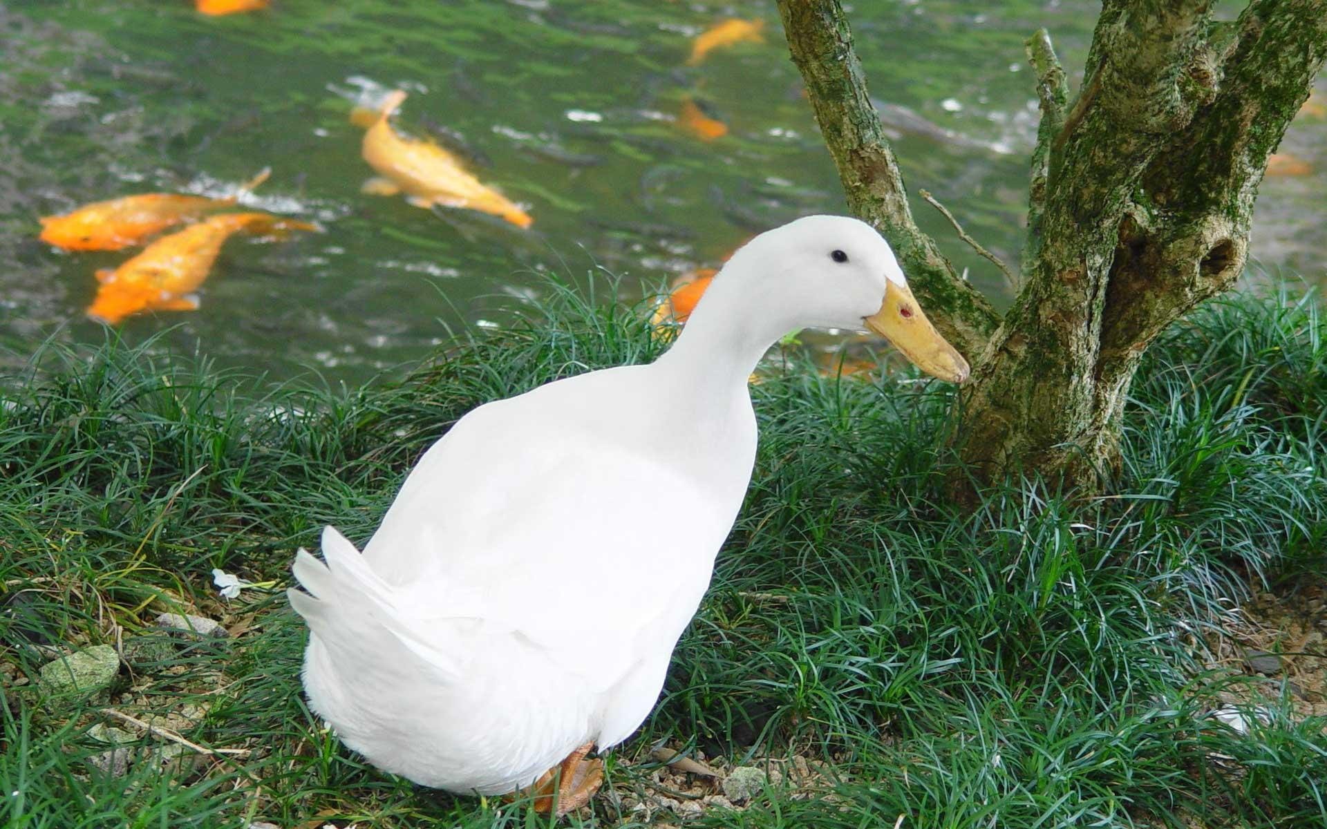 bird, fish, pekin, animals, duck, water, 1080P, animal, white, HD Wallpaper