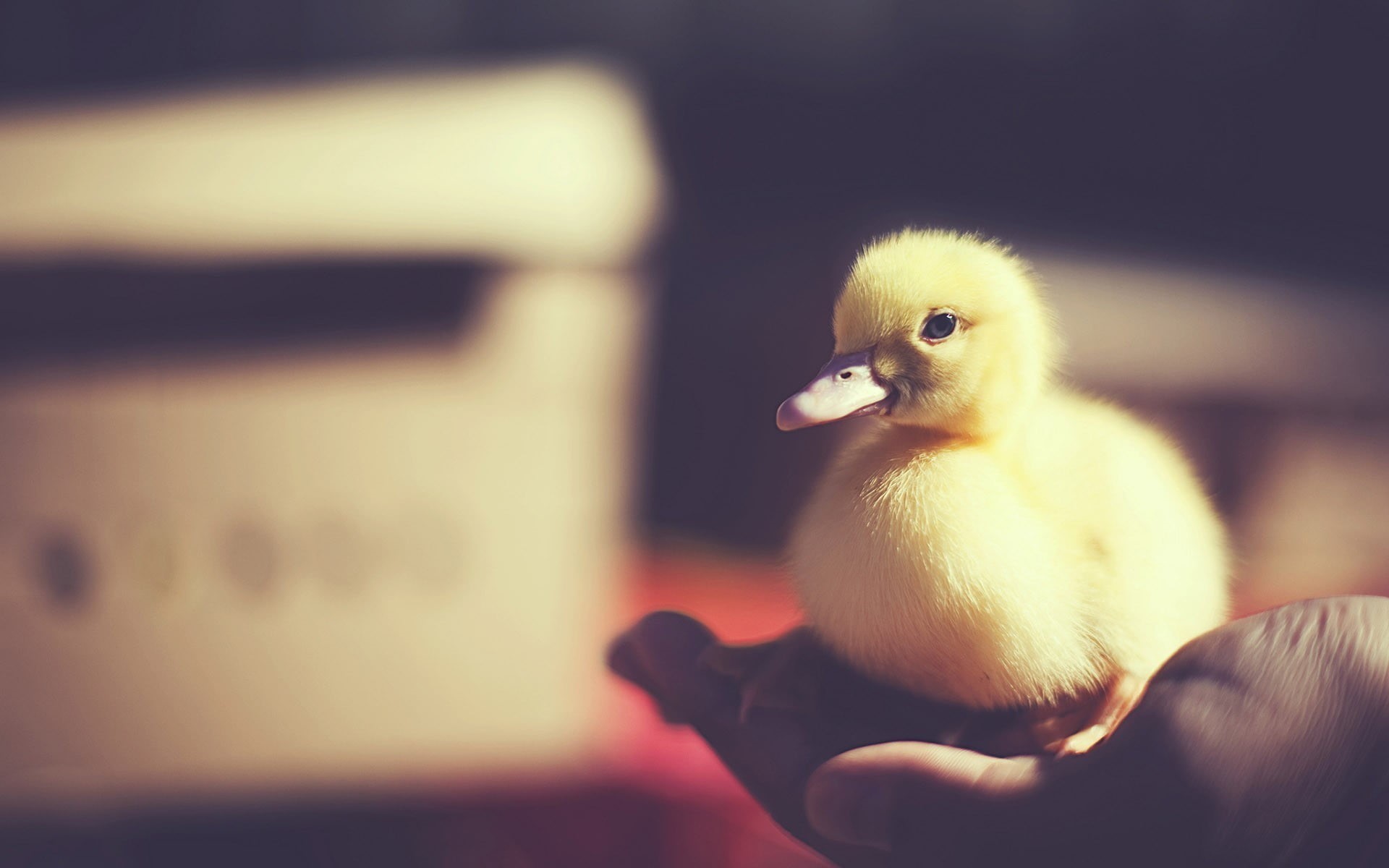 animals, human hand, poultry, animal, one animal, human body part, blurred, care, animals in the wild, beak, animal head, one person, hand, duckling, bird, HD Wallpaper