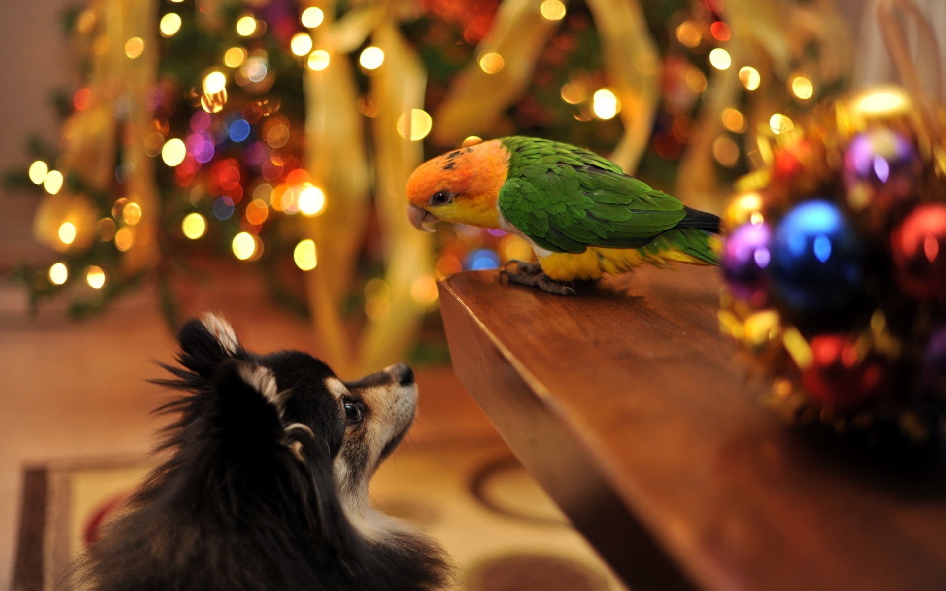 pets, yellow, bird, feather, dog, domestic, animal wildlife, animals in the wild, green, nature, depth of field, illuminated, two animals, animal, mammal, HD Wallpaper