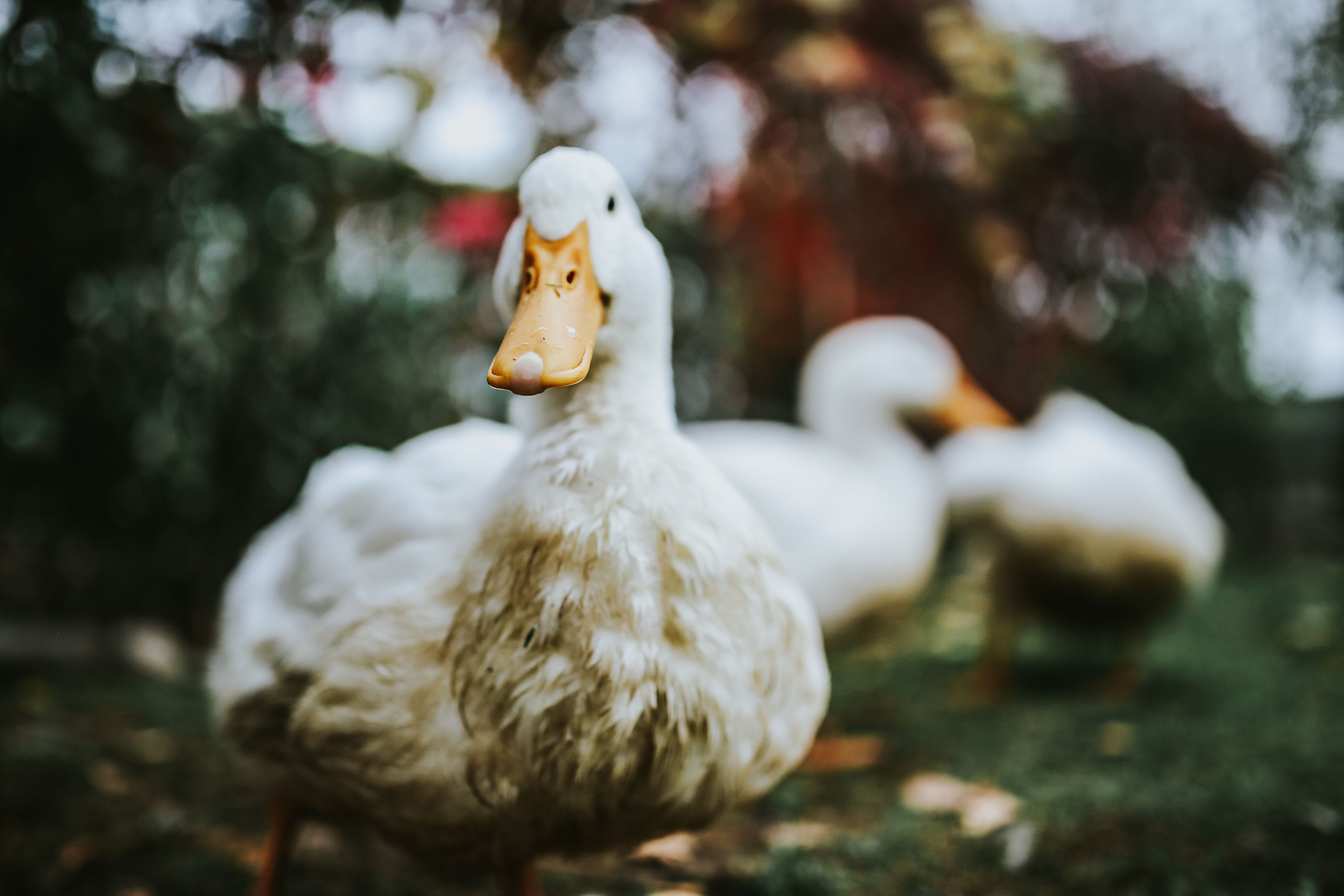 animal, outdoors, selective focus, vertebrate, beak, grass, animal wildlife, close-up, White, animals in the wild, duck, day, chicken - Bird, domestic Animals, HD Wallpaper