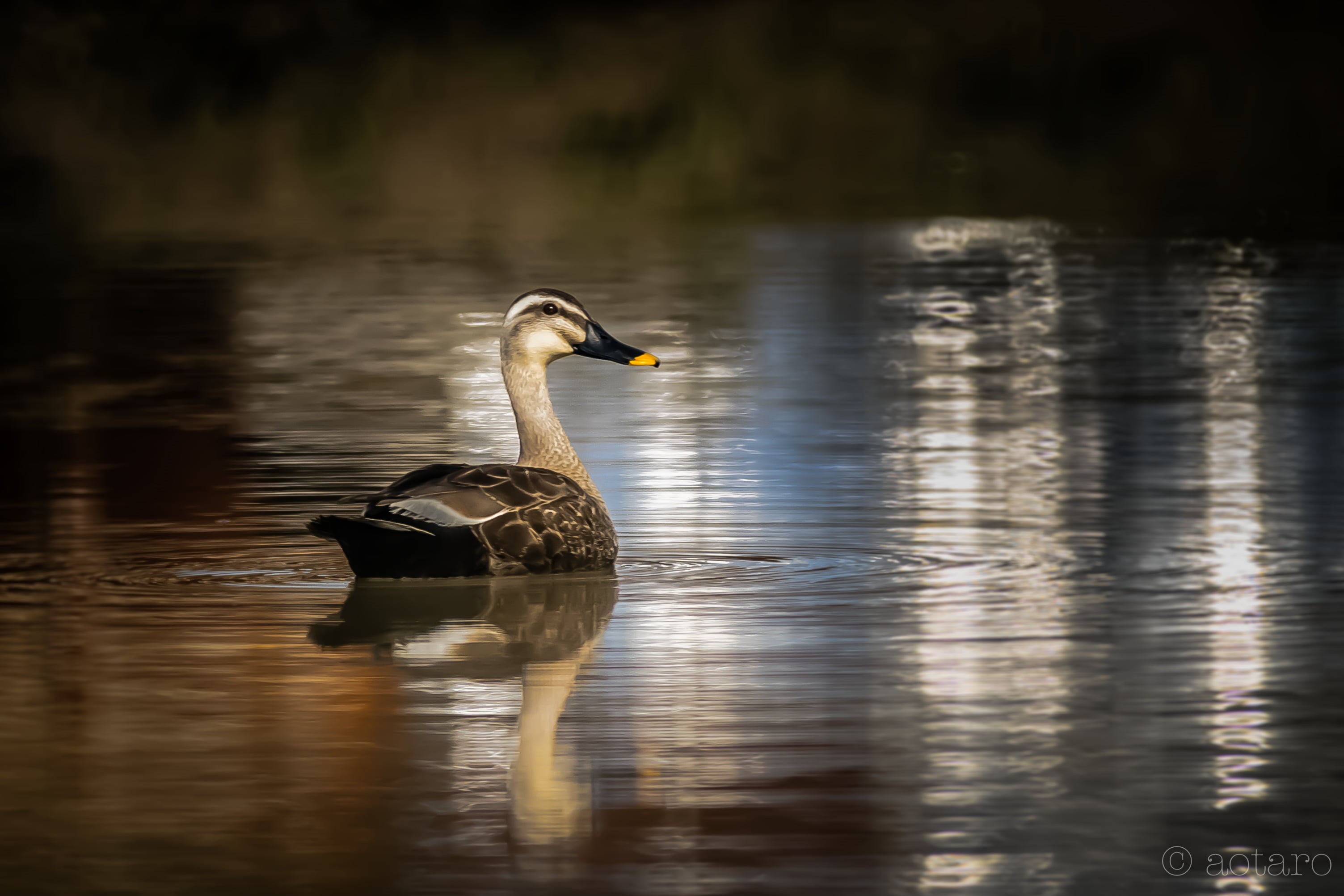 lake, body, ripples, black Color, mura, swimming Animal, wildlife, reflection, Japan, swan, 2K, furusato, rice field, water, animal, Mirror, body of water, HD Wallpaper