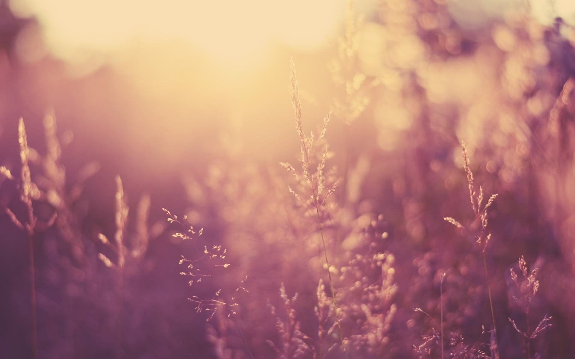 black, sunset, outdoors, close-up, springtime, 1080P, backgrounds, flowering plant, brightly lit, plant, field, summer, land, beauty in nature, photography, HD Wallpaper