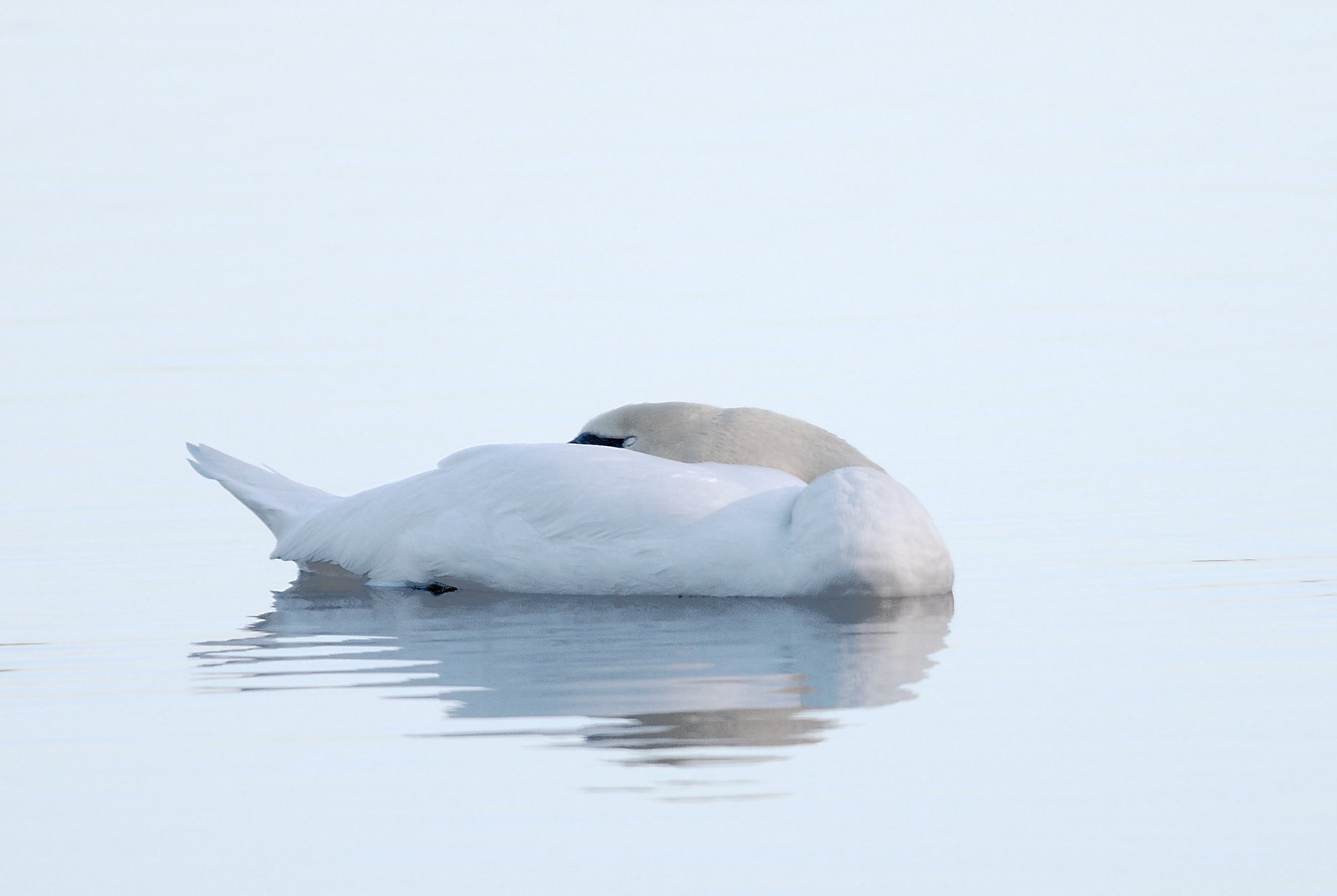 water, duck, white duck, Birds, 2K, nature, body of water, animals In The Wild, wildlife, lake, Swan, bird, white, animal, photography, body, HD Wallpaper
