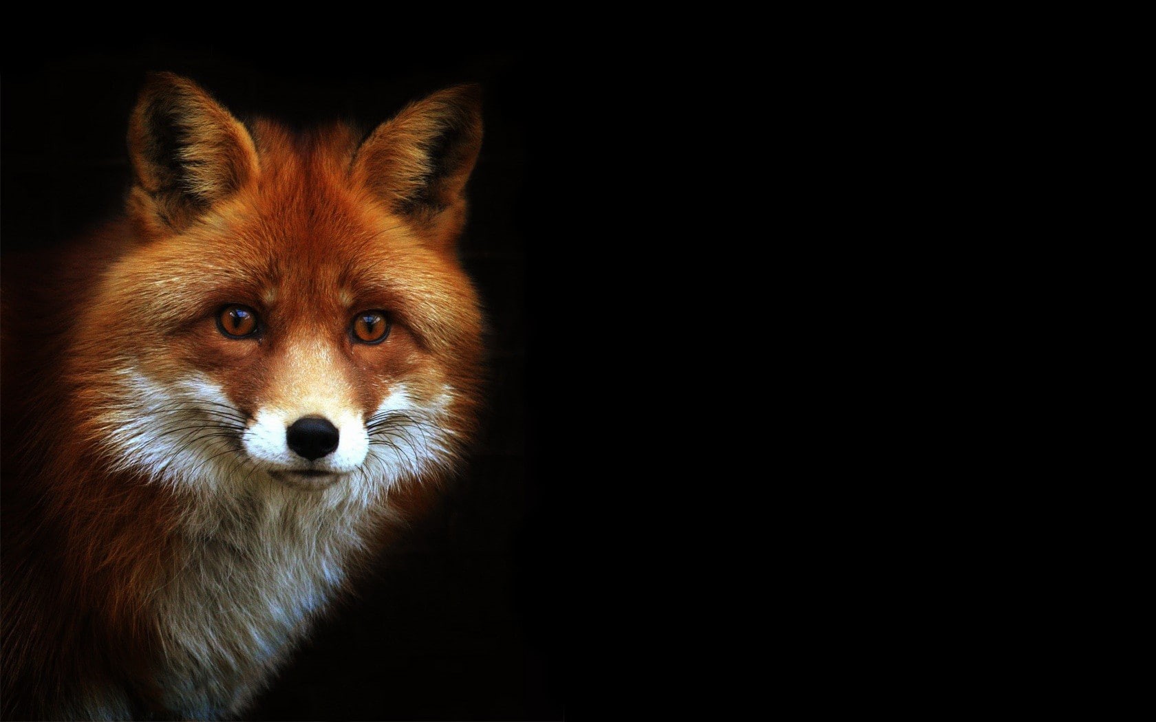 field, background, yellow fur, animals, depth, fox, 720P, yellow, smart, dark background, eyes, depth of field, dark, photography, yellow eyes, fur, HD Wallpaper