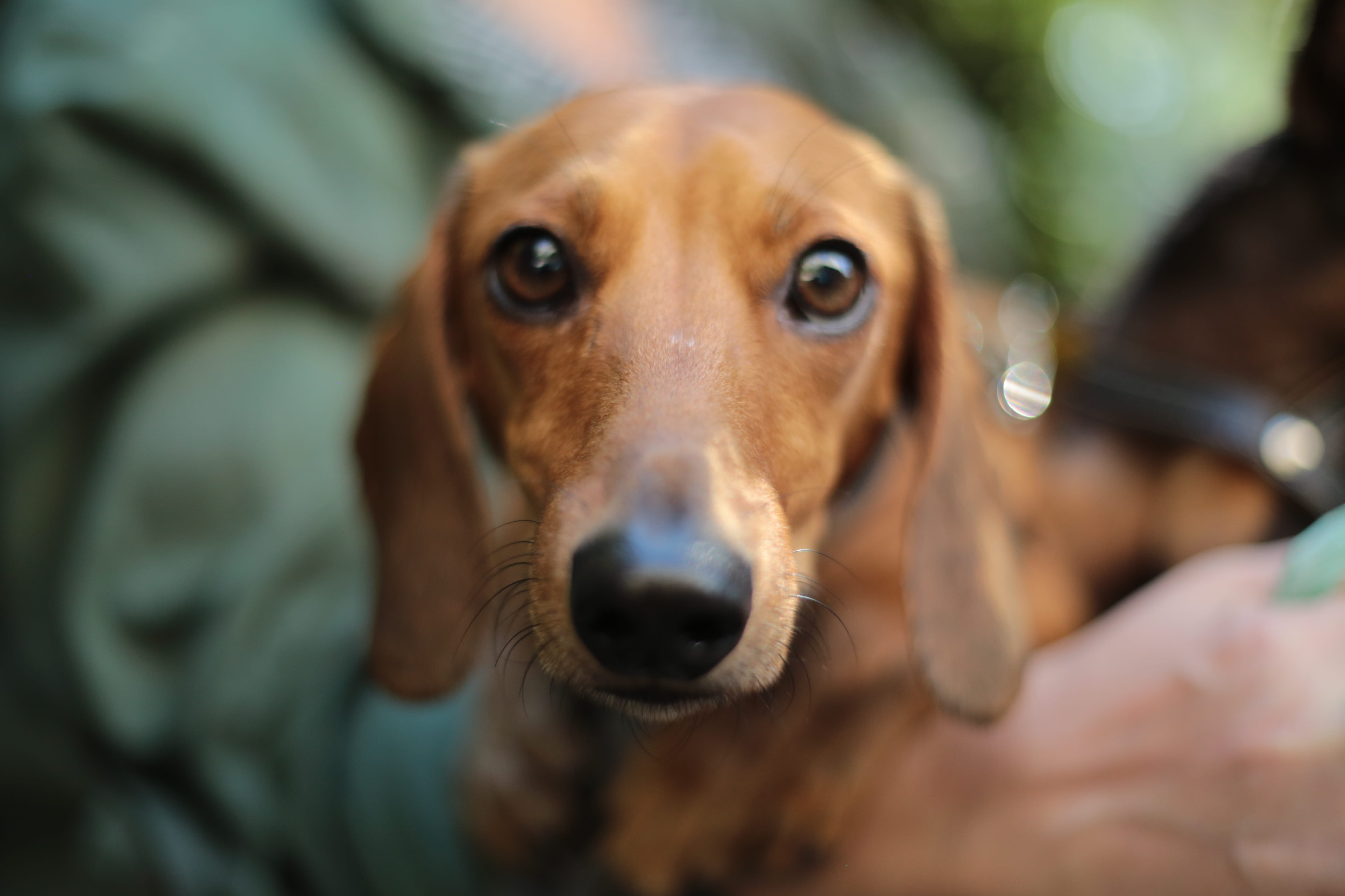 canine, selective focus, portrait, snout, domestic animals, mammal, tan, dog, one animal, shallow, domestic, no people, focus on foreground, 5K, close, HD Wallpaper